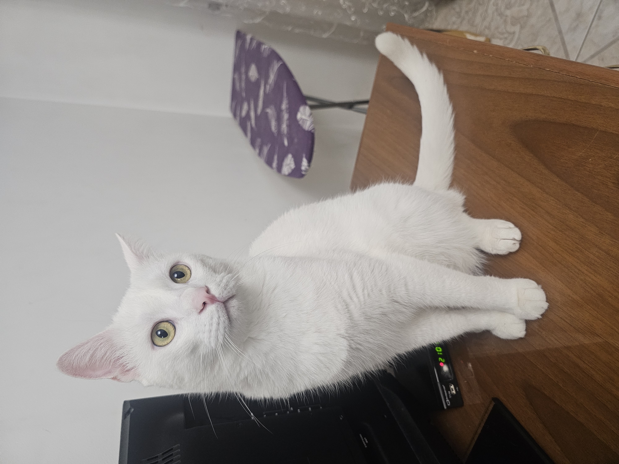 A white cat with yellow eyes is sitting on a wooden table next to a black television. The cat is facing to the left, with its head turned slightly towards the camera. In the background, there is a white wall and a purple ironing board. The scene appears to be indoors, in a domestic setting. The lighting is soft and diffused.