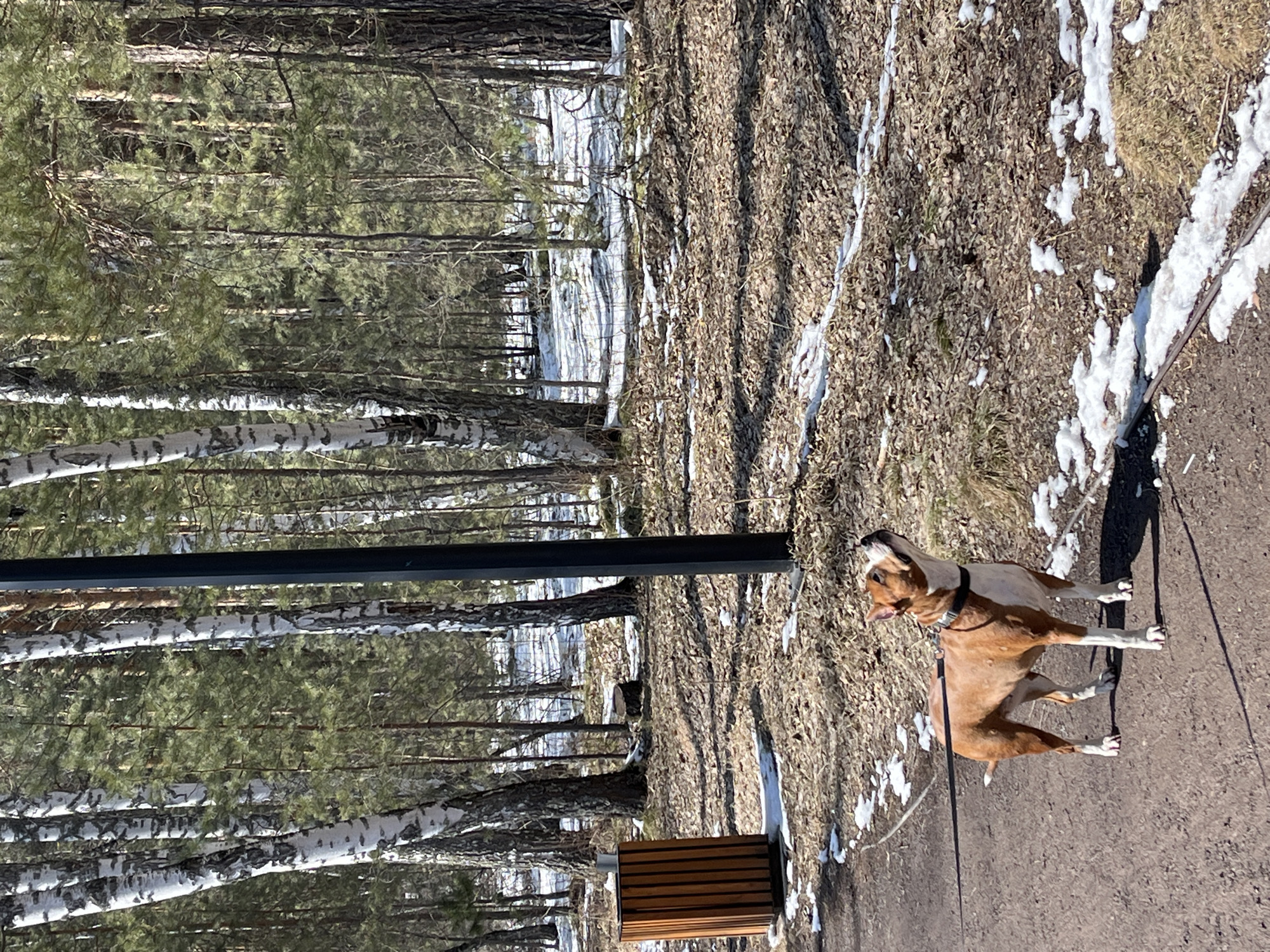 The photograph shows a boxer dog on a leash on a path in a wooded area. The dog is brown and white, and is looking up. The path is made of packed dirt and is partially covered with snow. There are trees on either side of the path. The trees on the left are birch trees, while the trees on the right are pine trees. There is a metal pole on the left of the image and a bench near the bottom left. The scene appears to be set in a park or forest in Krasnoyarsk, Russia.
