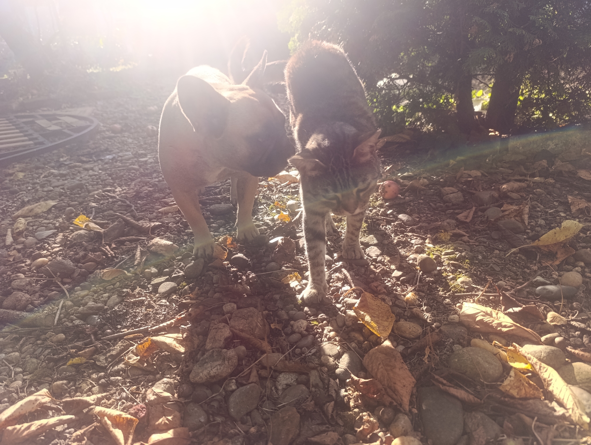 In Zaliznyi, Russia, two animals, a dog and a cat, are shown interacting on a gravelly path. The dog, a fawn-colored breed with large ears, is positioned to the left, while a tabby cat stands to the right. The background features lush green trees and dappled sunlight, suggesting an outdoor, natural setting. Fallen leaves and small stones are scattered across the ground, indicating an autumnal or dry season. The lighting is bright and hazy, with a lens flare creating a sunbeam effect across the image. The overall scene conveys a moment of peaceful coexistence between the two animals in a rustic environment.