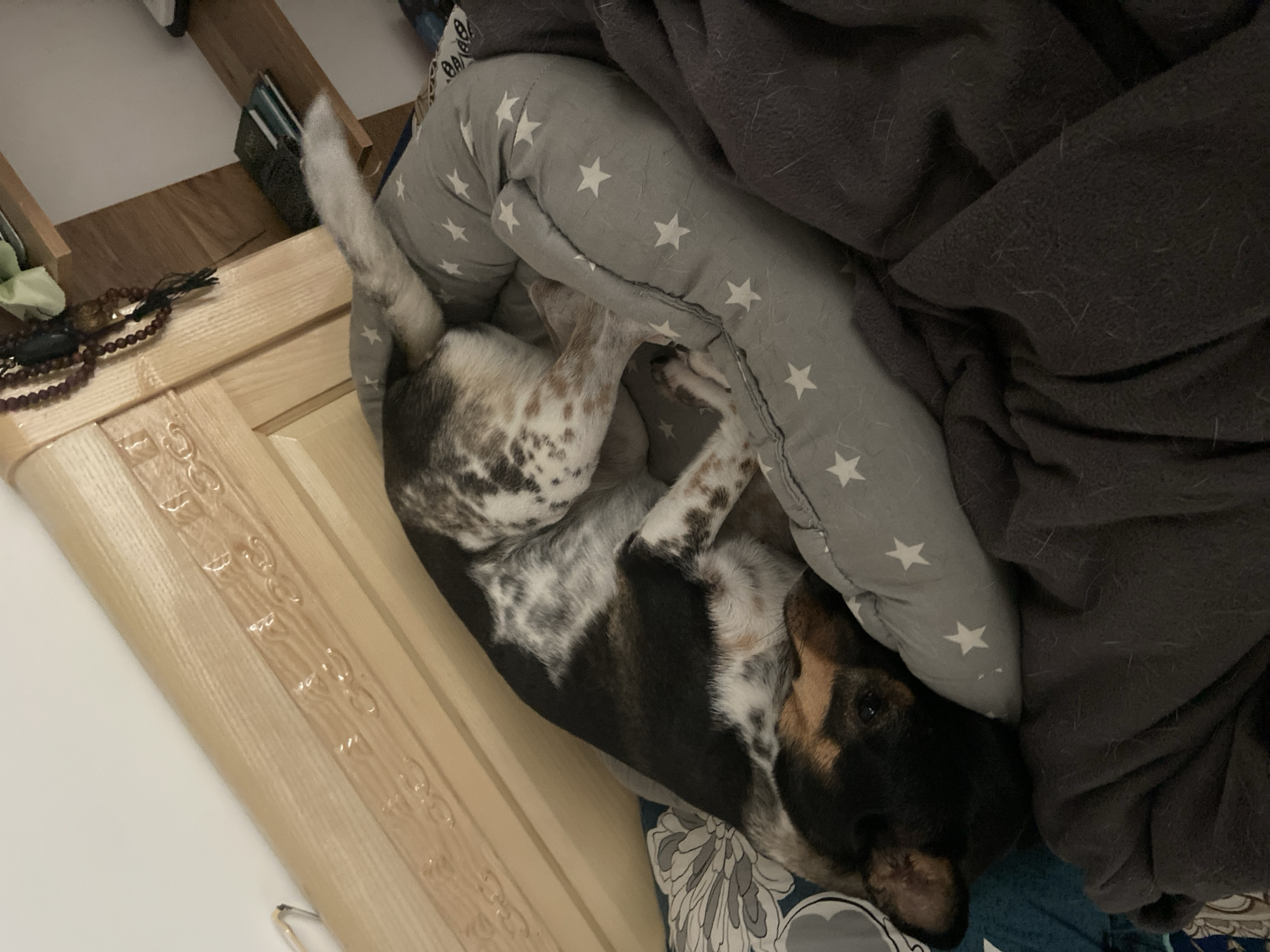The image shows a dog sleeping on a bed. The dog is a medium-sized breed with black, brown, and white fur. It is lying on its back, with its legs curled up. The dog is nestled in a gray, star-patterned bolster pillow and a dark gray blanket. The bed appears to be in a room with wooden furniture, possibly a dresser or a shelf, visible in the background. There are also some beaded necklaces on the wooden surface. The lighting suggests it might be nighttime or a dimly lit room. The overall scene evokes a sense of comfort and peacefulness. There is no visible text in the image.