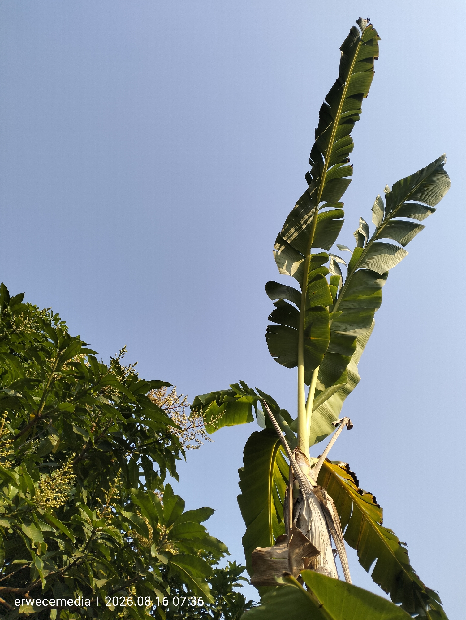 A low-angle shot captures the top portions of a banana tree and a leafy tree against a clear, light blue sky. The banana tree's large, green leaves are angled upwards, with some showing signs of drying and browning. The leafy tree, on the left, is dense with foliage and appears to be bearing small, yellow flowers or fruit. The timestamp "erwecemedia | 2026.08.16 07:36" is visible in the bottom left corner, indicating the photograph was taken in Imogiri, Indonesia.