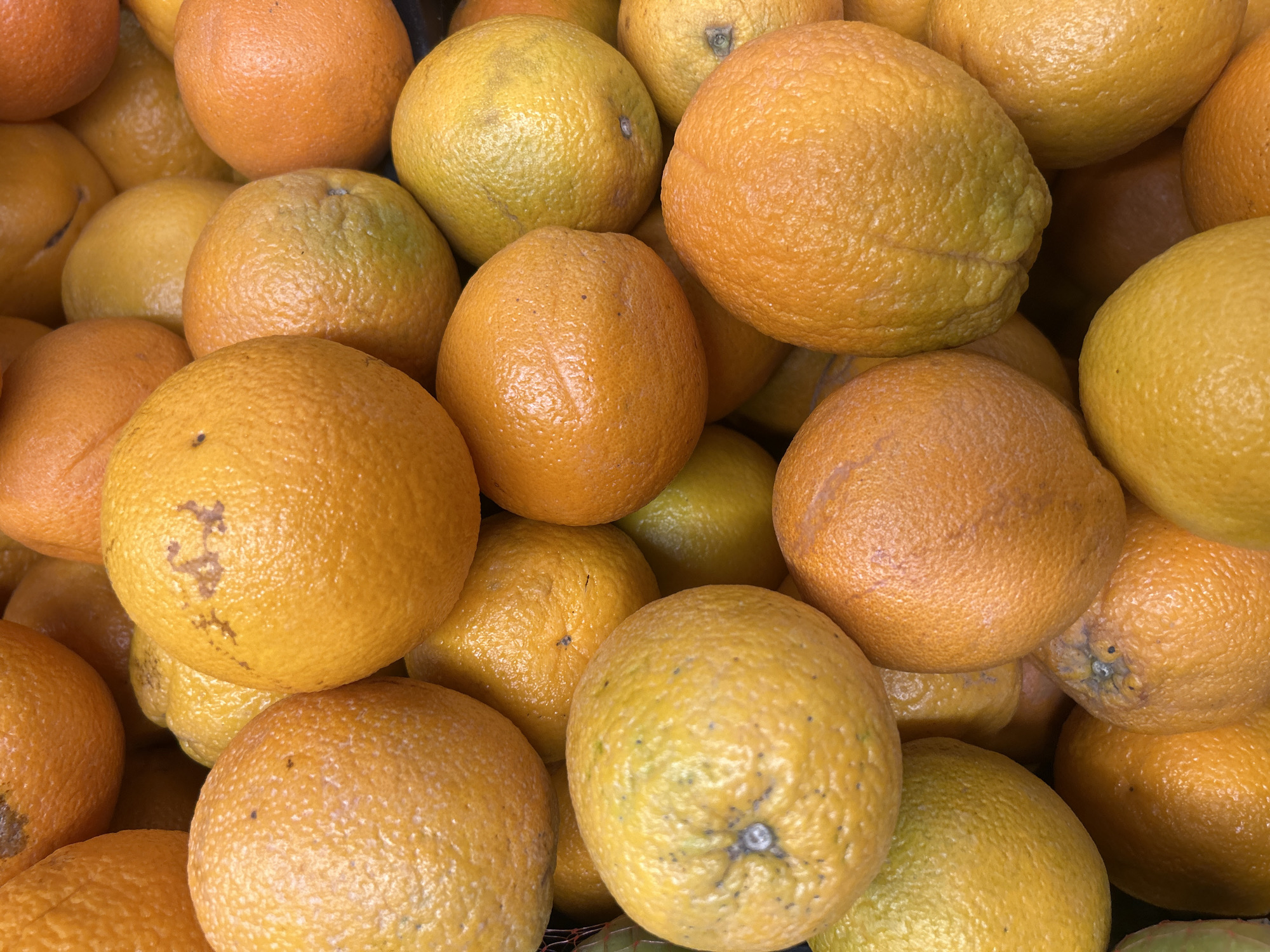 A close-up, overhead shot displays a large pile of oranges. The oranges vary in color from bright yellow to deep orange and exhibit textured skin. Some oranges have blemishes or darker spots. The lighting is even, suggesting an indoor setting or overcast conditions. The image is a still life, focusing solely on the fruit. There is no indication of location within Bila Tserkva, Ukraine, or any people present.