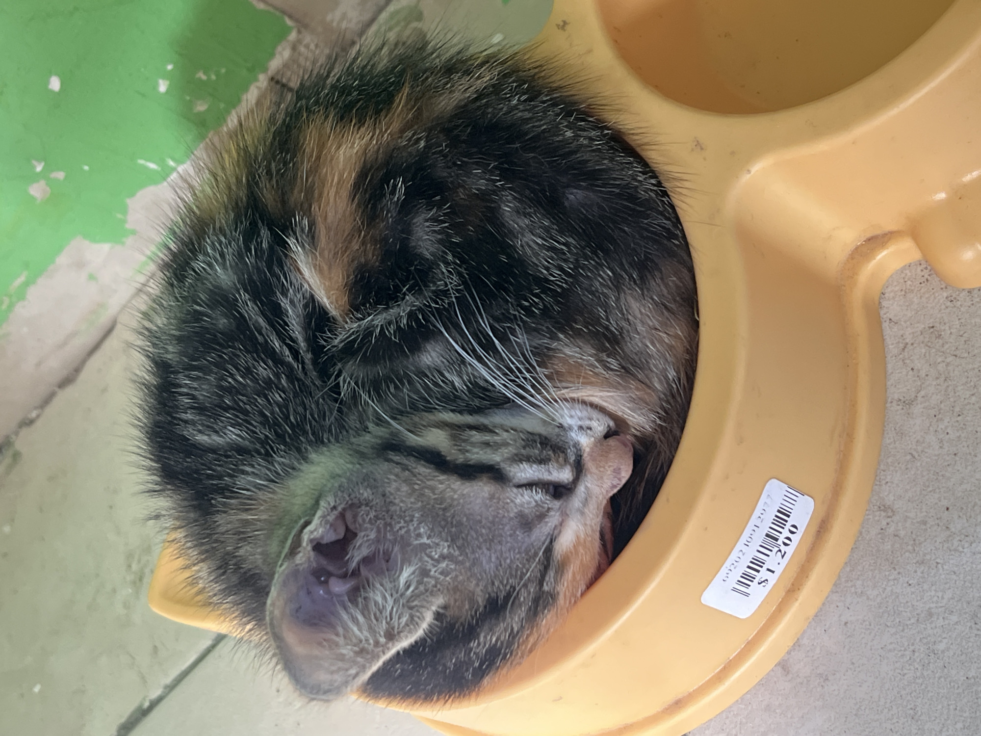 A close-up, high-angle shot shows a kitten curled up asleep inside a yellow plastic pet bowl. The kitten has black, brown, and gray fur. Its head is tucked down, and its left ear is visible. The bowl has a white sticker on the right side with a barcode and the price "$1.200" printed on it. The background features sections of a light green wall with some chipped paint and a light gray floor. The photo's specific location in the city of Arica, Chile, cannot be determined from the provided image.