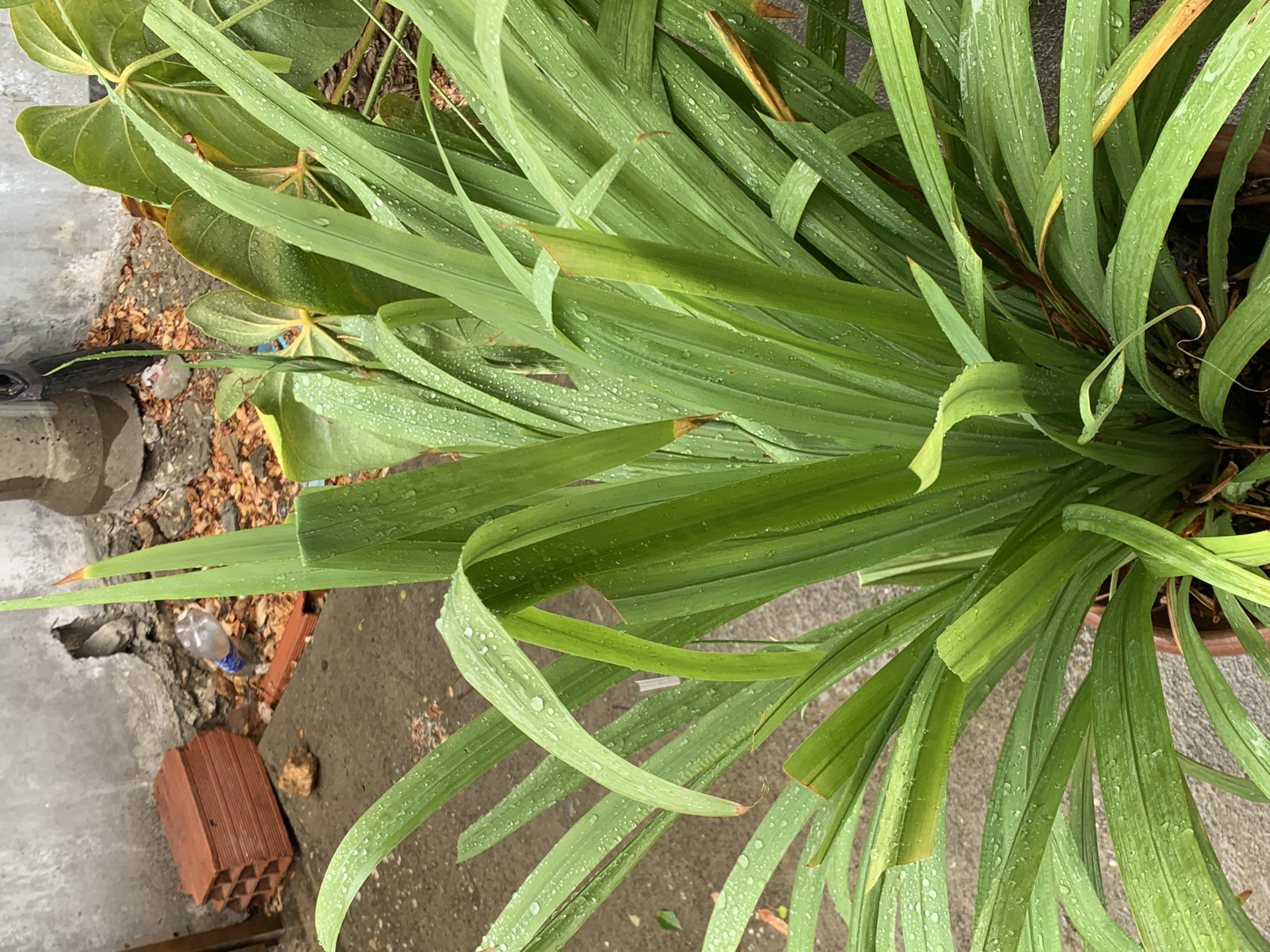 A high-angle, medium shot reveals a collection of green plants, likely situated outdoors. The plants are characterized by long, tapering leaves, many of which are covered in water droplets, suggesting recent rain or watering. Some leaves show browning at their tips.
In the background, there is evidence of urban surroundings, including concrete pavement and a brick object. Debris such as leaves and a discarded plastic bottle are also visible.
Due to the lack of specific landmarks, architecture, or signage, I cannot confirm the location as Santa Ana, Venezuela based solely on the image.