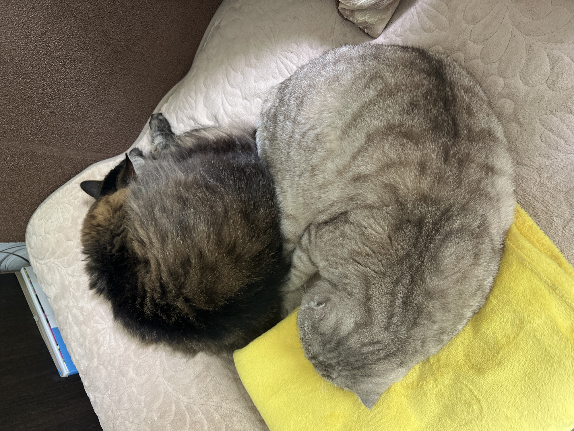This image captures two domestic cats sleeping in a curled position on an upholstered surface within a residence in Chaikovsky, Russia.
The upper subject is a dark-furred cat, possibly a very dark tabby or tortoiseshell, observed from above as it rests with its head tucked towards its body, forming a tight spiral. Below and slightly to the left, the second subject is a silver-grey tabby cat with distinct darker grey stripes visible on its fur. This cat is also curled into a tight ball, sleeping, with its head obscured.
Both cats are positioned on a light-colored, possibly beige or pale pink, upholstered surface that features a subtle embossed or quilted floral/swirling pattern. A bright yellow, soft-textured fabric (likely a blanket or small pillow) is placed next to and partially beneath the grey tabby cat.
In the background to the upper left, a dark brown, possibly wooden or upholstered, vertical surface is visible, behind which several books or binders with visible spines (one blue, one white) are stacked. To the upper right, a solid dark brown, textured surface, possibly part of a sofa or wall, extends vertically. The overall lighting suggests an indoor setting.