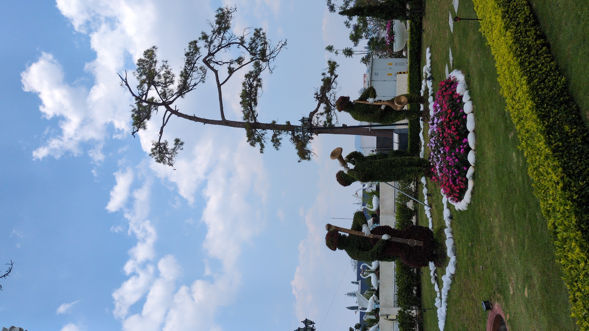 The image shows a bright, sunny day in what appears to be a sculpted garden. The sky is blue with scattered white clouds. A tall, thin tree with sparse foliage extends toward the upper left of the frame. Three topiary figures depict musicians, each appearing to play an instrument: a cello/bass, a trumpet, and what looks like a trombone or saxophone. A flower bed is lined with white stones. A vibrant mix of pink, red, and white flowers fills the center of the bed. The garden is bounded by a neatly trimmed hedge on the right side. In the background, a glimpse of what might be architecture can be seen. The image is taken at a unique angle, making the image appear more horizontal than it might appear from street level. Based on the garden style and setting, this may be located in the city of Da Lat, Vietnam, known for its ornamental gardens and landscapes.