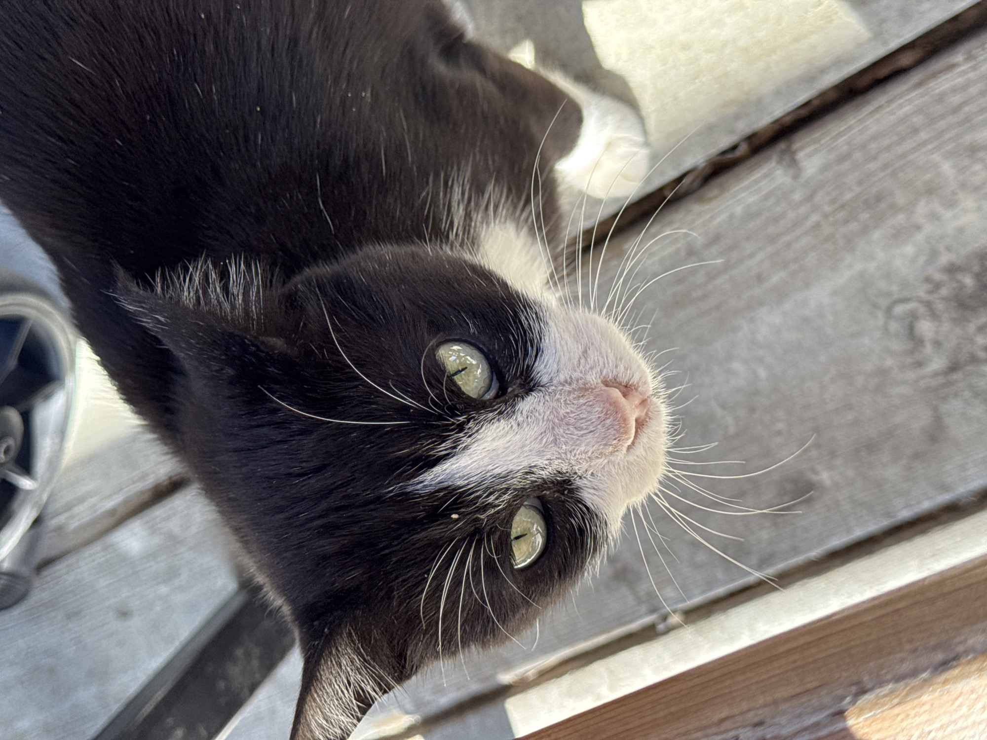A black and white cat is lying on a wooden surface. The cat has green eyes and a pink nose. The background is blurred, but appears to be outdoors. The location is unknown, and there is no evidence to suggest it is in Varna, Bulgaria.