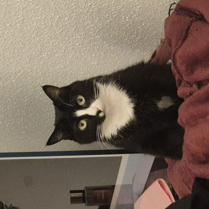 A tuxedo cat, predominantly black with a distinct white chest, lower muzzle, and a white blaze extending from its nose up between its eyes, is positioned centrally, facing directly towards the observer. The cat's eyes are a light greenish-yellow with noticeably dilated pupils, and it has prominent white whiskers. It is seated upright on a crumpled, dark reddish-brown fleece or similar textured blanket. The background consists of a light gray, textured wall. To the left of the cat, a portion of a vertical reflective surface, likely a mirror, is visible, framed by a light-colored border. Behind and slightly to the left of the cat, a dark glass bottle with a metallic, possibly gold-colored, cap stands on a surface, consistent with a perfume bottle. Further left and partially obscured, a folded pink textile item is present. The scene is illuminated by ambient indoor lighting. This indoor setting is located in the city of Strasbourg, France.