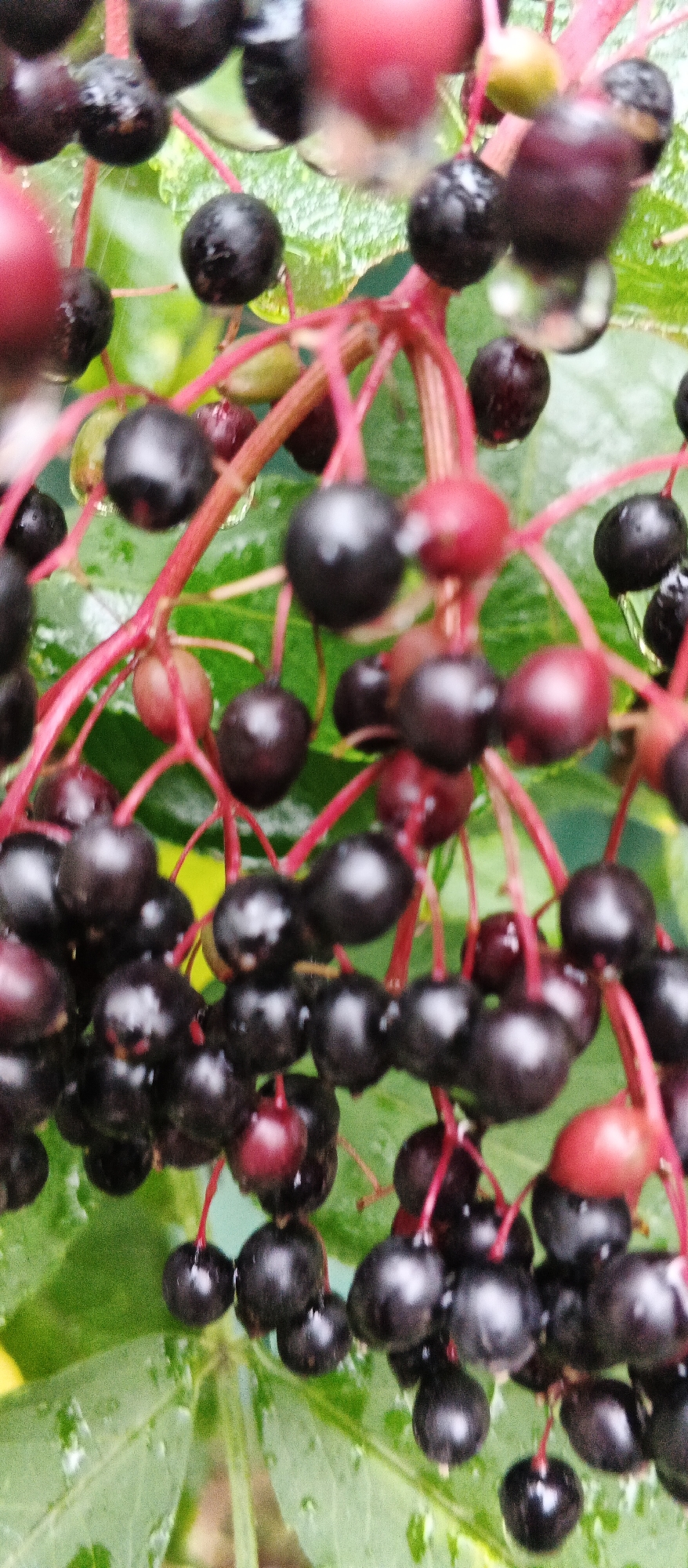 A close-up, high-angle outdoor shot focuses on a cluster of ripe, dark purple elderberries hanging from thin, reddish stems. The berries, some appearing plump and glossy, are wet, with visible water droplets clinging to their surfaces, suggesting recent rain or dew. The background consists of out-of-focus green leaves and more indistinct elderberry branches. The image was captured in Smila, Ukraine.