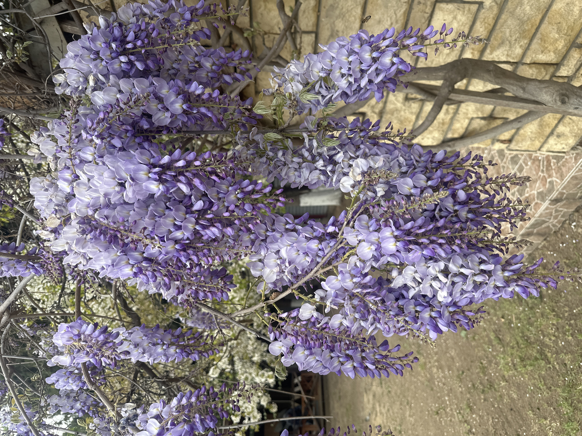 This media file captures a vibrant display of wisteria flowers in full bloom. The primary subject is a large wisteria plant, heavily laden with cascades of fragrant, lavender to purple blossoms. The flowers are dense and pendulous, with individual florets exhibiting delicate variations in shade. The woody, gnarled branches and vines of the wisteria are visible, providing structure to the blooming foliage.
In the background, a textured wall made of light brown or beige stone, possibly brick or tiles, serves as a backdrop, indicating an outdoor setting, likely a garden, courtyard, or building exterior. Portions of the ground, appearing as dirt or sparsely vegetated soil with small white specks (possibly fallen petals or small flowers), are visible in the lower right.
A notable detail is the presence of a small flying insect, possibly a bee or wasp, captured mid-flight in the upper right portion of some of the cropped images, suggesting pollination activity and the vitality of the bloom. The lighting indicates it is daytime, with clear, bright conditions highlighting the colors of the flowers. There is no visible text in the image. The scene conveys the beauty and abundance of spring or early summer flora in Tbilisi, Georgia.