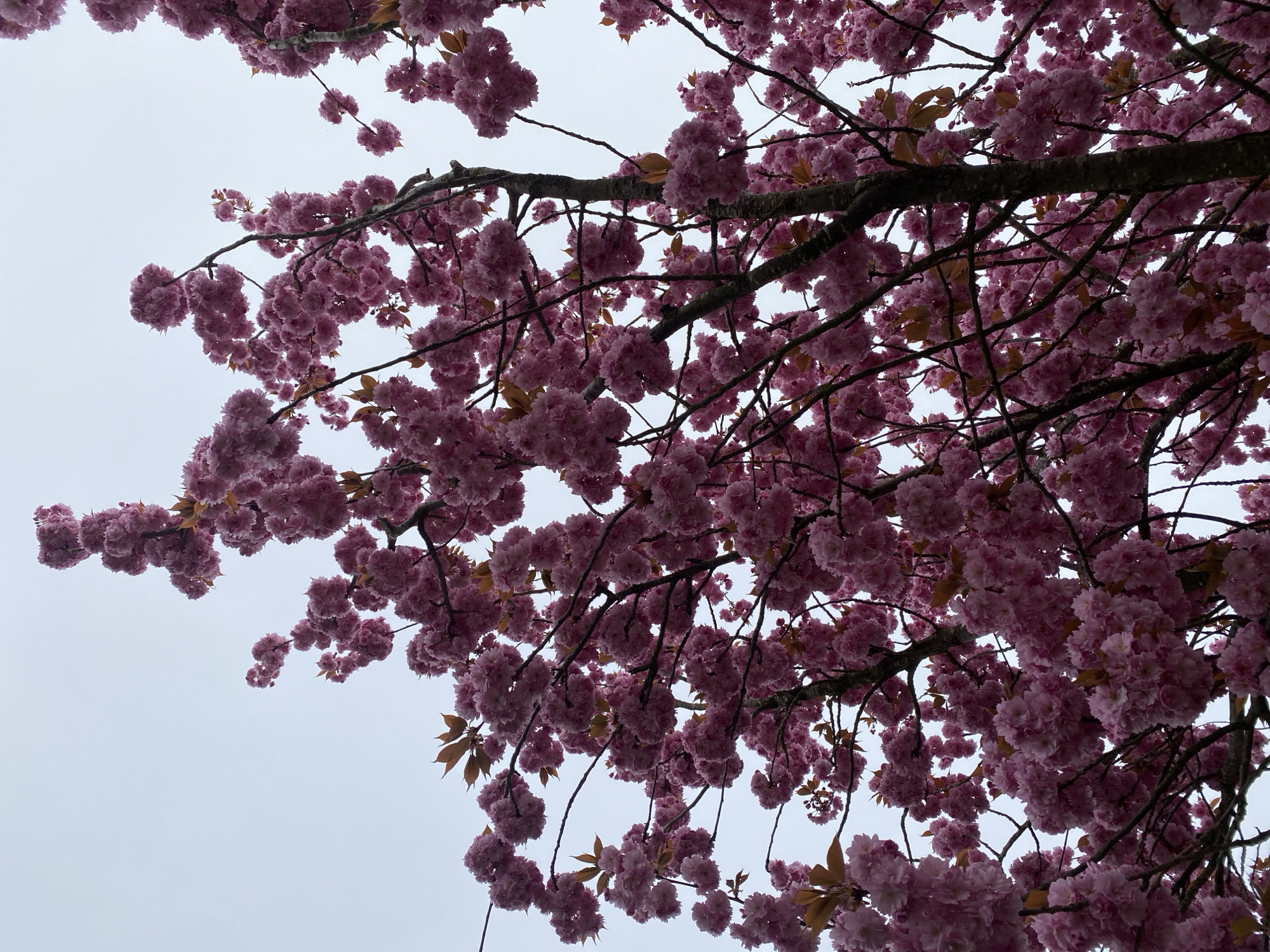 The image depicts a flowering tree against a pale gray sky. The tree is covered in clusters of densely packed pink blossoms, with some brown leaves visible among the flowers and branches. The branches are dark and extend across the frame. The viewpoint is looking up into the tree canopy. There is no explicit indication of the location being Truchtersheim, France within the image.