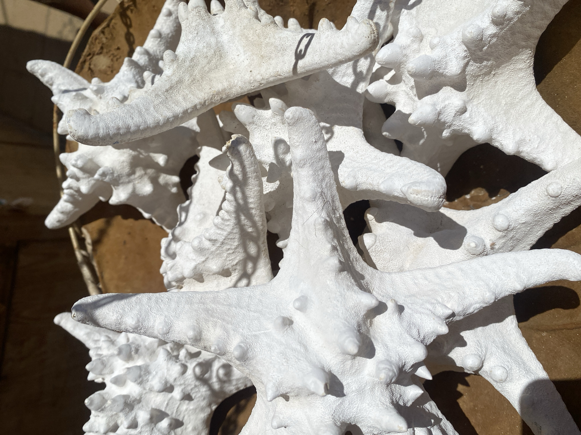 A close-up, overhead shot shows a collection of white, dried starfish, some with prominent bumps and spines, arranged in a shallow, circular, brown object, possibly a bowl or tray. The starfish are layered and overlap each other, casting shadows on the surface they rest on and on each other. The background is blurred and appears to be a wooden surface, suggesting an outdoor setting in Conil De La Frontera, Spain, possibly a market stall or souvenir shop. The lighting suggests a sunny day. No people are visible in the image.