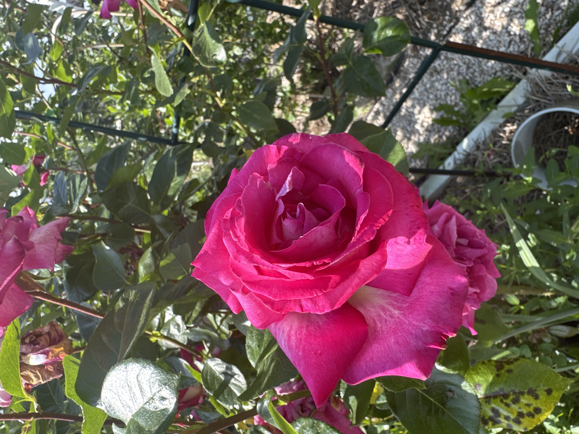 A close-up shot showcases a vibrant pink rose in full bloom, its petals densely layered and illuminated by sunlight. The rose is surrounded by green foliage, some leaves exhibiting signs of age or damage. In the background, there is more greenery, hinting at a garden setting. A section of a support structure for plants and a white pot are visible in the upper right corner. The location is Nikolovo, Bulgaria.