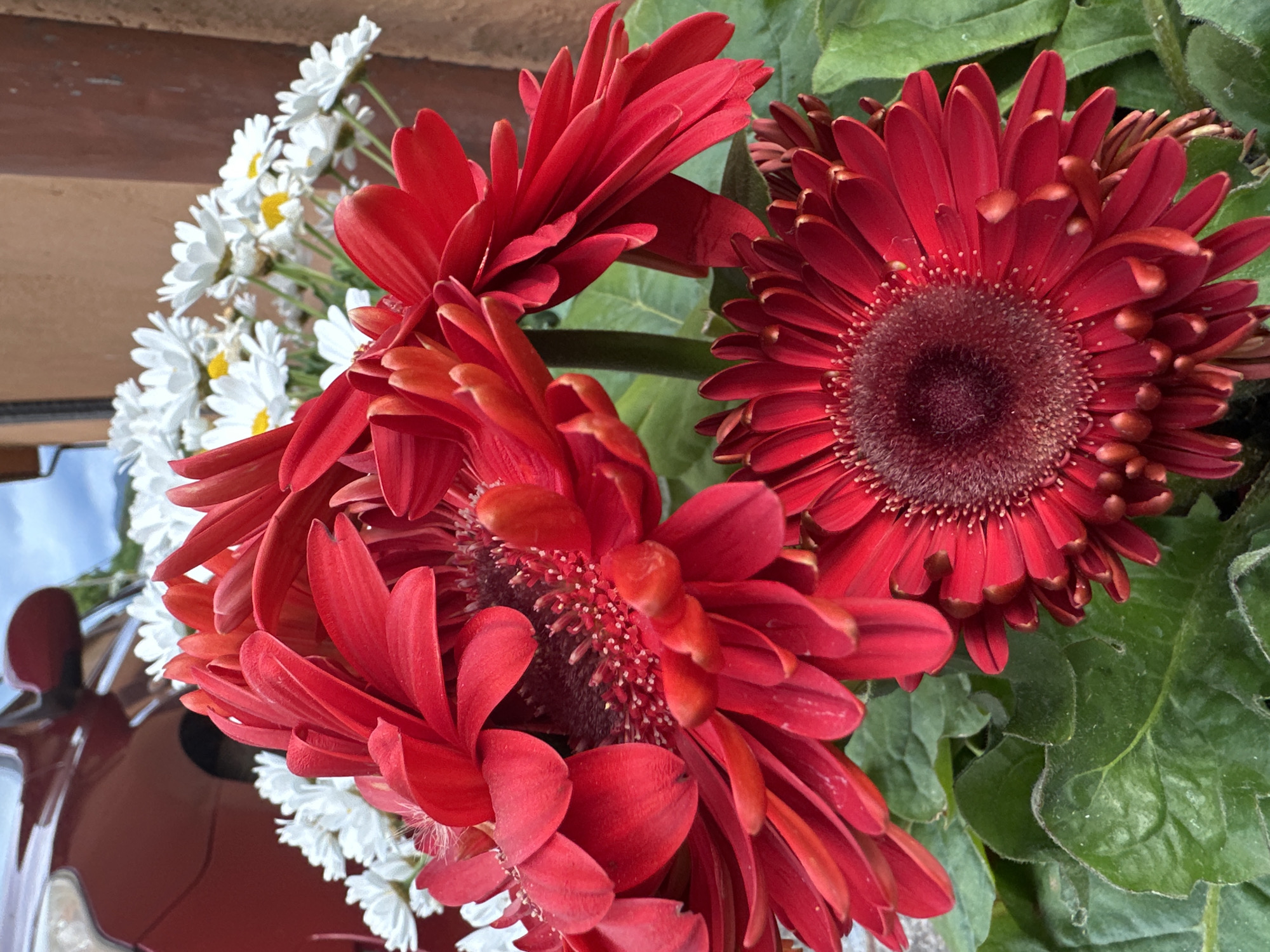 The image depicts a cluster of flowers. Predominantly, there are three red gerbera daisies, two of which are partially overlapping, and a smaller bouquet of white daisies with yellow centers to the left. The red daisies have a deep, wine-red hue and densely packed petals, while the white daisies are smaller and more delicate.
The flowers are set against a backdrop of green foliage and a brown, possibly wooden, surface. To the left, there is a blurred reflection of what appears to be a red vehicle, reflecting the sky.