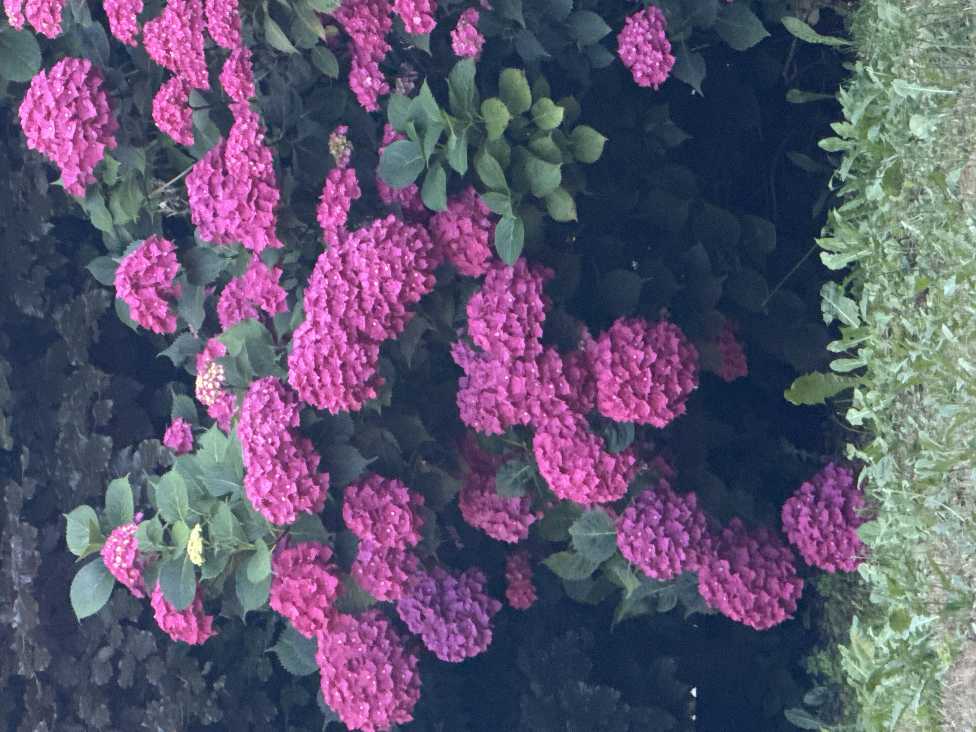 The image depicts a cluster of vibrant pink hydrangeas in bloom, set against a dark, leafy background. The flowers are densely packed, forming large, spherical clusters. Some of the blossoms show variations in color, with shades ranging from deep magenta to lighter pinks. Scattered amongst the flowers are lush green leaves. The foreground is occupied by a patch of green grass and some smaller, lighter green plants. The overall impression is of a lush, natural setting, possibly a garden or park. No people or specific man-made structures are visible in the image. The lighting suggests it is daytime, though possibly overcast or in the shade, given the dark background and relatively muted light on the flowers. The scene is serene and focuses solely on the natural beauty of the hydrangeas. The image does not provide any contextual clues about its location in Bruges, Belgium, or any other specific city.