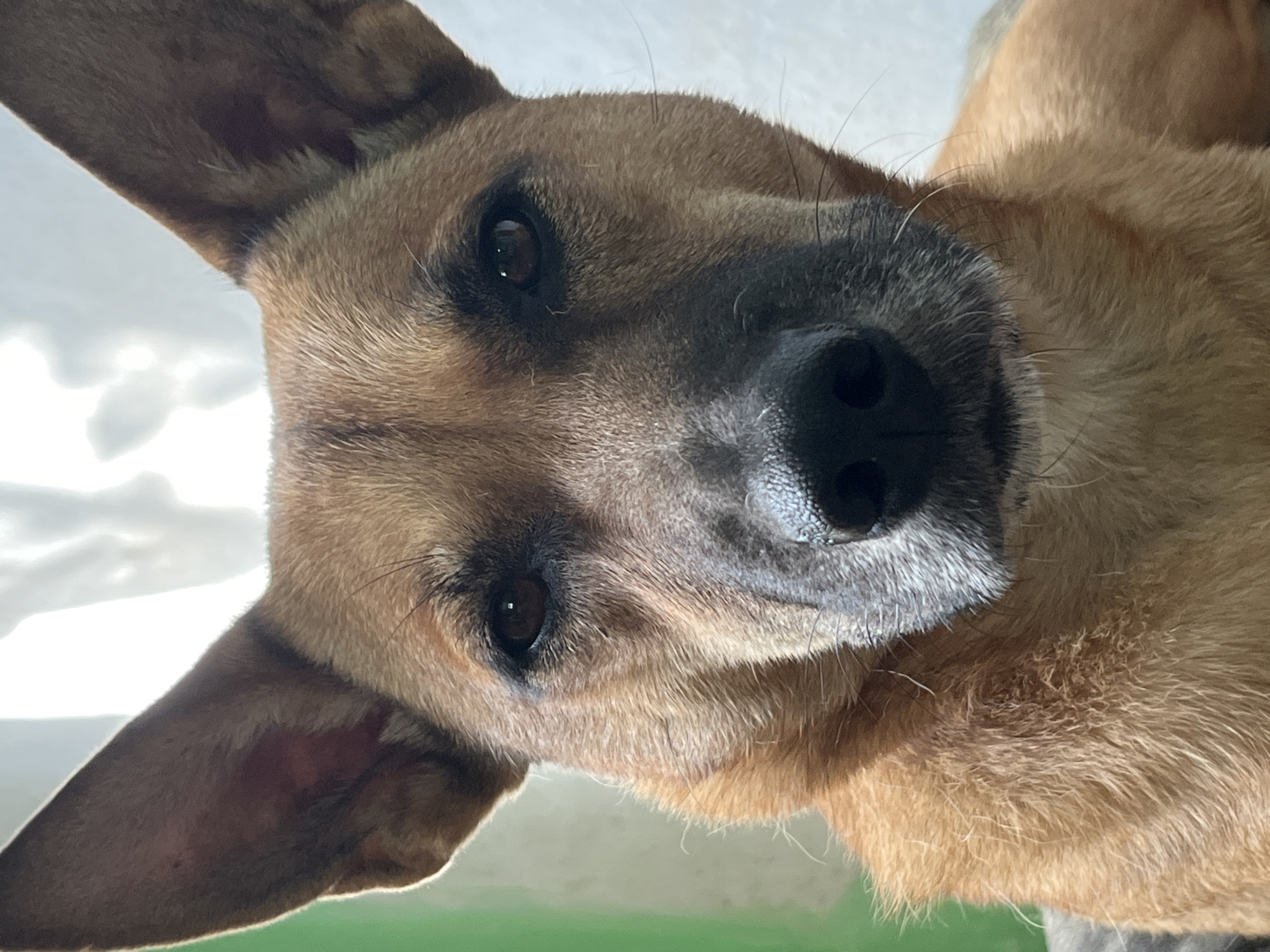 A close-up, head-on shot captures a medium-sized dog with tan fur and large, erect ears. The dog's eyes are dark brown and appear to be looking directly at the camera. Its nose is black and wet, with visible whiskers. The background is softly blurred, with hints of green and white suggesting an indoor environment near a window. No specific location in Nizhny Tagil, Russia, can be identified from this image.