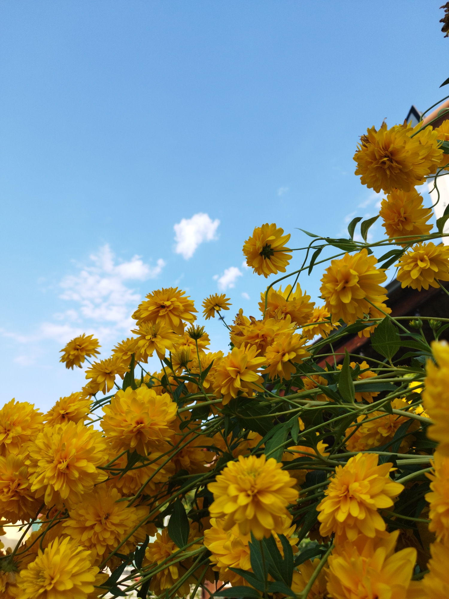 This image depicts a cluster of bright yellow, pom-pom-like flowers in full bloom against a backdrop of a clear blue sky with scattered white clouds. The flowers are dense and fill the lower portion of the frame, with some green foliage visible. In the upper right corner, a portion of a building with a dark, angled roof is visible, suggesting an outdoor setting. The perspective is from below, looking up at the flowers and sky. There are no people or animals present in the image, and no discernible actions are taking place. The scene appears to be a sunny day in a garden or park. Without specific visual cues or context linking it to Bucharest, Romania, its location within the city cannot be definitively determined.