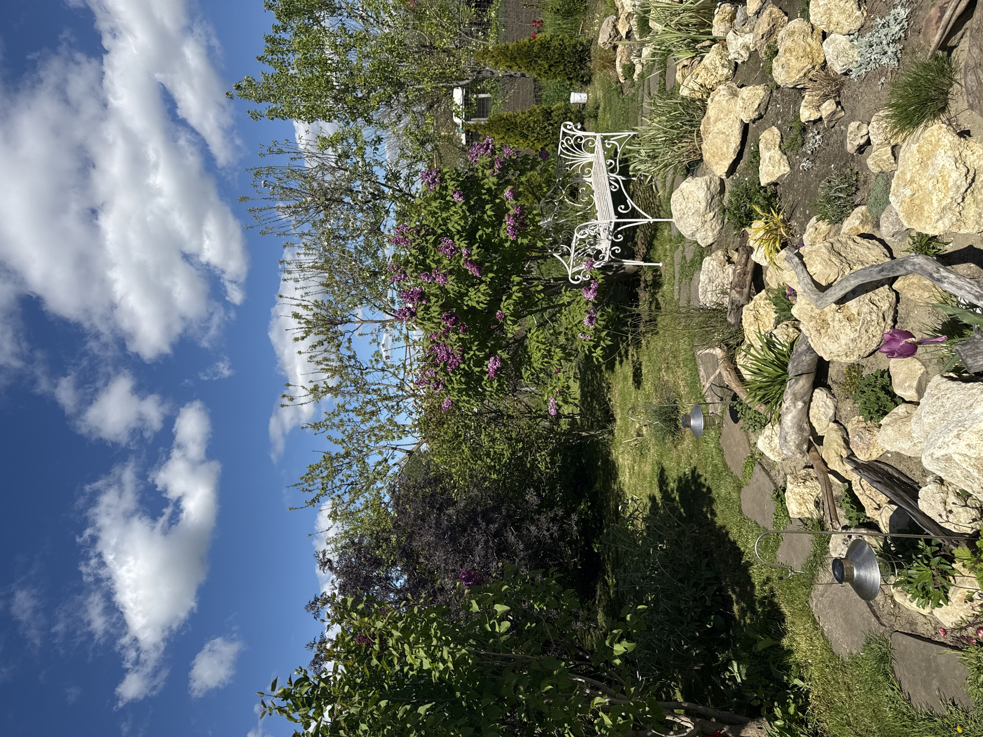 The image, oriented vertically, captures a sunny garden scene in Pervorechenskoye, Russia, under a clear blue sky dotted with scattered white clouds. A prominent white, ornate metal bench with intricate scrollwork stands on a grassy lawn, casting a shadow to its right. To the immediate right of the bench, a large rockery composed of numerous light-colored stones creates a natural, layered landscape. Nestled among these rocks are various green plants, grasses, and a piece of gnarled wood or driftwood. A single purple tulip is visible near the bottom edge of the rockery.
To the left of the bench, a vibrant lilac bush with clusters of purple blossoms is in full bloom, flanked by other green trees and shrubs. Further into the garden, a stone path is discernible, lined by two silver-toned, solar-powered garden lights. Shadows from surrounding foliage stretch across the grass. In the background, glimpses of a white structure, possibly a shed or house, and a fence can be seen through the dense greenery. The time of day appears to be mid-morning or afternoon, indicated by the bright sunlight and distinct shadows. No people or visible text are present in the image, conveying a serene and cultivated garden environment.