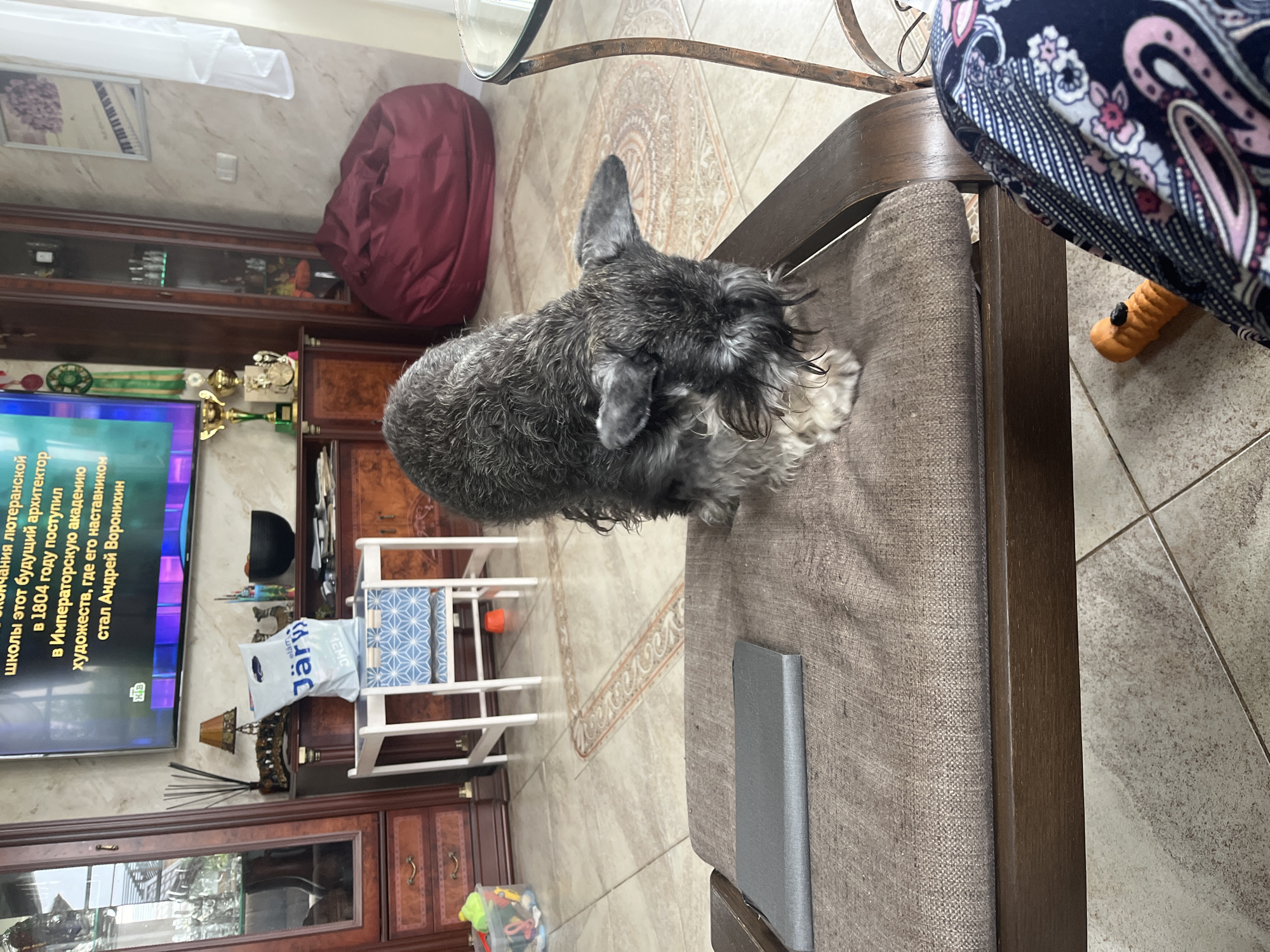 In an indoor living room setting, a miniature schnauzer dog is positioned on a brown upholstered bench in the foreground, facing away from the viewer and towards the right of the frame. The dog appears wet or has a scruffy coat. On the bench, to the left of the dog, is a flat, gray object. Behind the bench, a beige tiled floor with a decorative inlay pattern is visible. Further back, a wooden cabinet with glass doors stands to the left, displaying various items. In the center, a small white table with a blue and white patterned cover is set up, and a white shopping bag with "Järy" branding rests on it. A lamp with an orange shade is also visible on a wooden surface behind the table. A large flat-screen television mounted on the wall displays text and graphics. To the right, a large, dark red beanbag chair is present, and a glass-topped table with a metallic stand is partially visible. The background suggests a residential interior. The image location is identified as Vladimirovka, Russia.