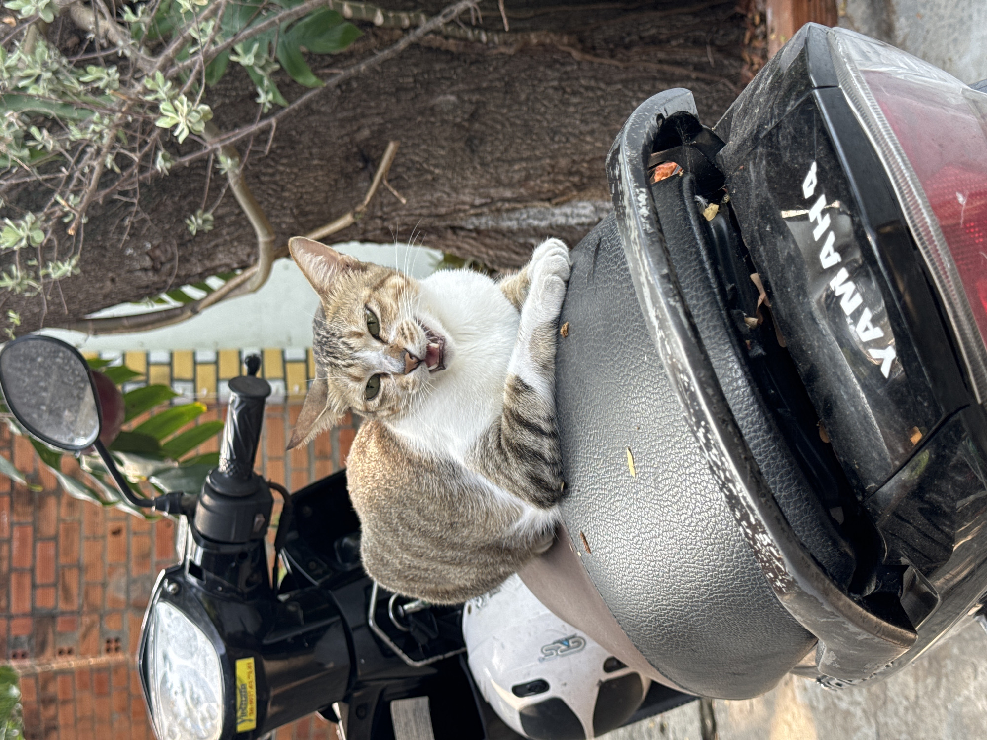 A tabby and white cat is the central subject, playfully or assertively clinging to the seat of a black motorcycle or scooter. The cat has vivid green eyes and an open mouth, mid-vocalization, with its whiskers fanned out. Its front paws are firmly gripping the textured black seat, while its body is arched.
The motorcycle is predominantly black, featuring a visible headlight, handlebars, and a side mirror on the left. The rear fender, visible behind the cat, displays the brand name "YAMAHA" in white letters. Tucked beneath the scooter seat, a white helmet with the letters "GRS" is partially visible.
The background shows green foliage and tree branches, with a thick tree trunk dominating the upper portion of the frame. In the mid-ground, a tiled wall with small, yellowish-orange square tiles is visible, along with some reddish-brown brickwork. The scene is brightly lit by natural sunlight, suggesting it is daytime. The image captures a dynamic moment of the cat interacting with the scooter in an outdoor, likely urban or semi-urban, setting in Mũi Né, Vietnam.