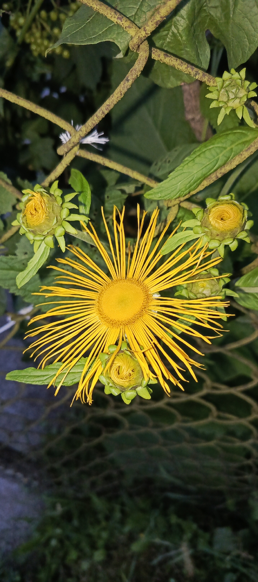 A bright yellow flower with many thin petals is in focus, positioned centrally in the frame. It is surrounded by several unopened green flower buds and green leaves. The flower and buds are growing on a plant with thick, rough stems that are entwined with a rusty, wire-like fence. The background is dark and out of focus, with hints of greenery and a wire mesh pattern. The scene appears to be outdoors, possibly in a garden or natural setting. The location is identified as Мерчалово Снт, Russia.