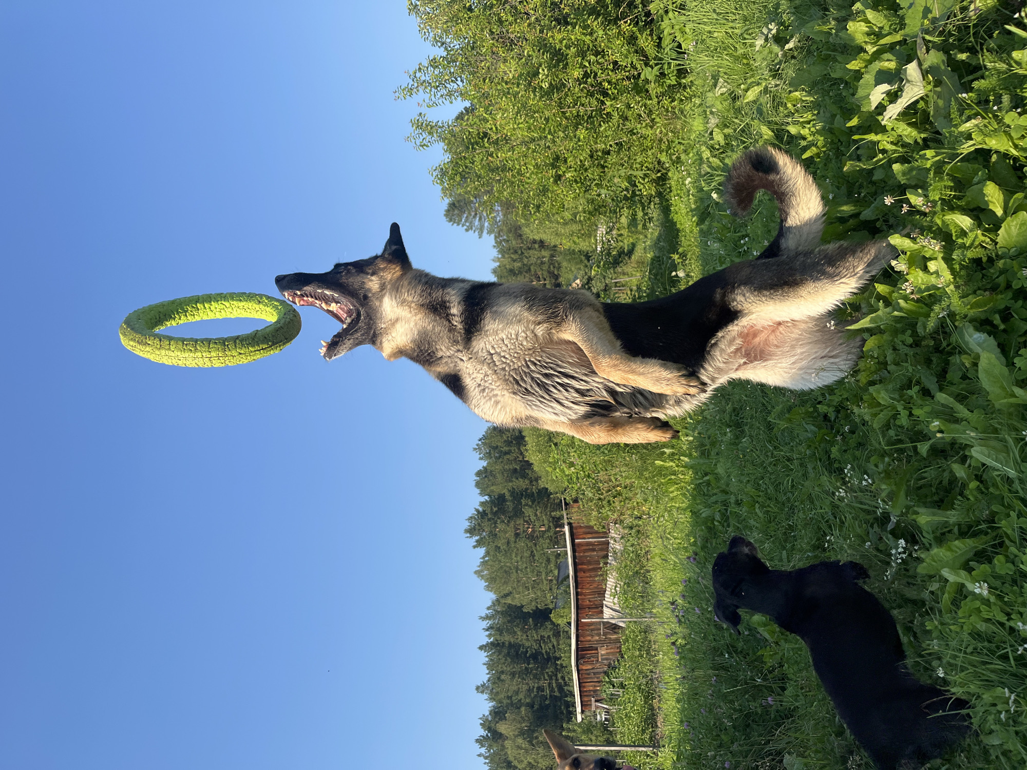 A German Shepherd is in mid-air, jumping to catch a yellow ring toy against a clear blue sky. Its mouth is open wide, showing its teeth and tongue. Below and to the left, a small black dog is looking upwards, also seemingly watching the toy. The dogs are in a grassy field with some wildflowers. In the background, there is a wooden structure, a dense line of trees, and a green bush. The scene appears to be a rural area, possibly on the outskirts of Nizhny Tagil, Russia, given the clear sky and natural environment.
