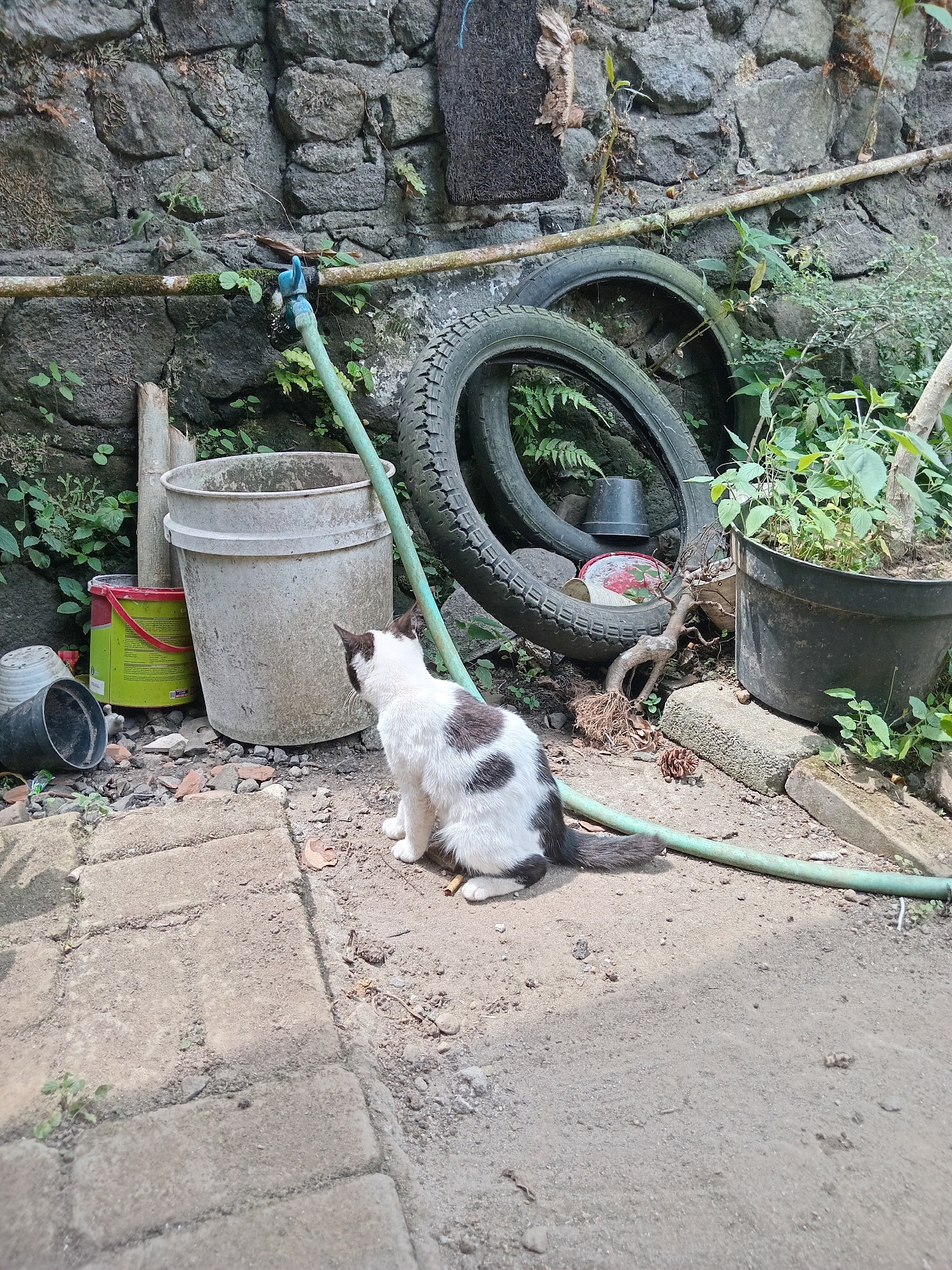 A black and white cat sits on a dirt ground in front of a stone wall. To the left of the cat are two buckets, one green and red, and another large white one. Behind the cat, two tires are stacked, and a green hose runs from a faucet on the wall to the right of the tires. Several potted plants are also visible. The scene appears to be an outdoor storage area or yard in Claket, Indonesia.