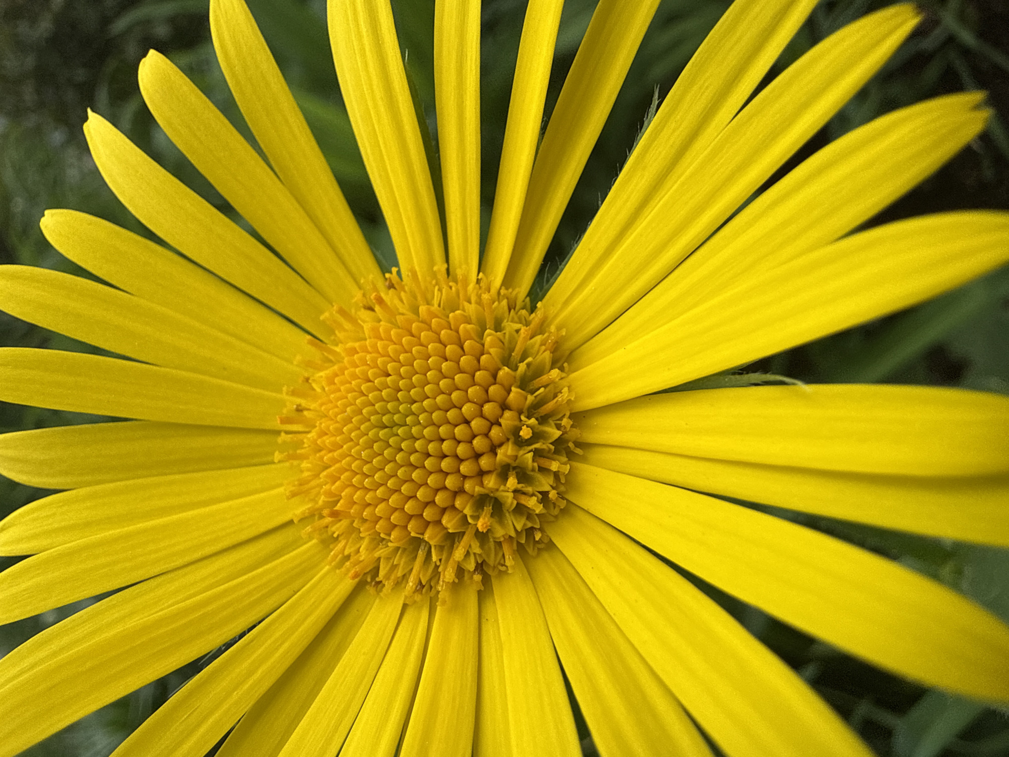 A close-up photograph shows a yellow doronicum flower. The flower has many yellow petals and a densely packed central disc of the same color. Some green vegetation is faintly visible in the background. The image does not provide information about the location or any specifics about the city of Chaikovsky, Russia.