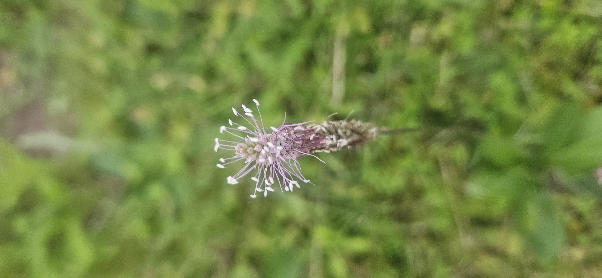 A close-up, vertically oriented photograph captures a single, delicate flower with a spiky bloom. The flower is positioned slightly off-center to the right, with its stem extending downwards. The bloom features numerous thin, wispy stamens that radiate outwards, tipped with white anthers. The main part of the bloom is a textured cylinder, showing shades of purple and brown. The background is a soft, out-of-focus blur of green, suggesting a grassy or leafy environment. There are no people, animals, or man-made objects visible in the frame. The image appears to have been taken outdoors. No specific location in Vitsebsk, Belarus, can be determined from the visual information.