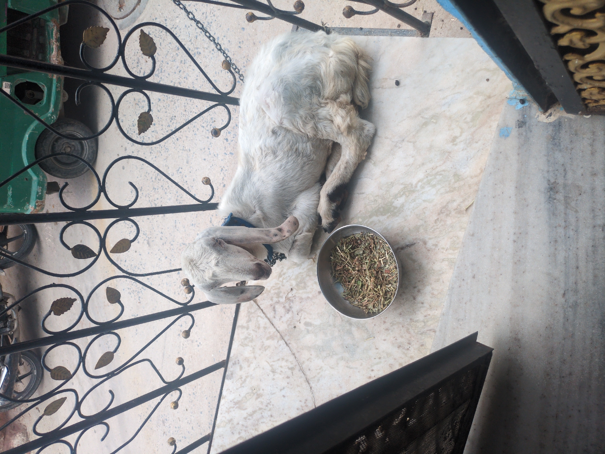 A white goat with long ears lies on a marble-tiled surface next to a metal bowl filled with dried grass. The goat is wearing a blue collar. Behind the goat, a decorative black metal fence with leaf motifs separates the goat from a paved outdoor area. In the background, the wheel and fender of a green motorized vehicle are visible. The scene appears to be in an outdoor urban environment, possibly a courtyard or street in Jodhpur, India, characterized by the distinct marble tiling and the presence of a motorized vehicle common in Indian cities.