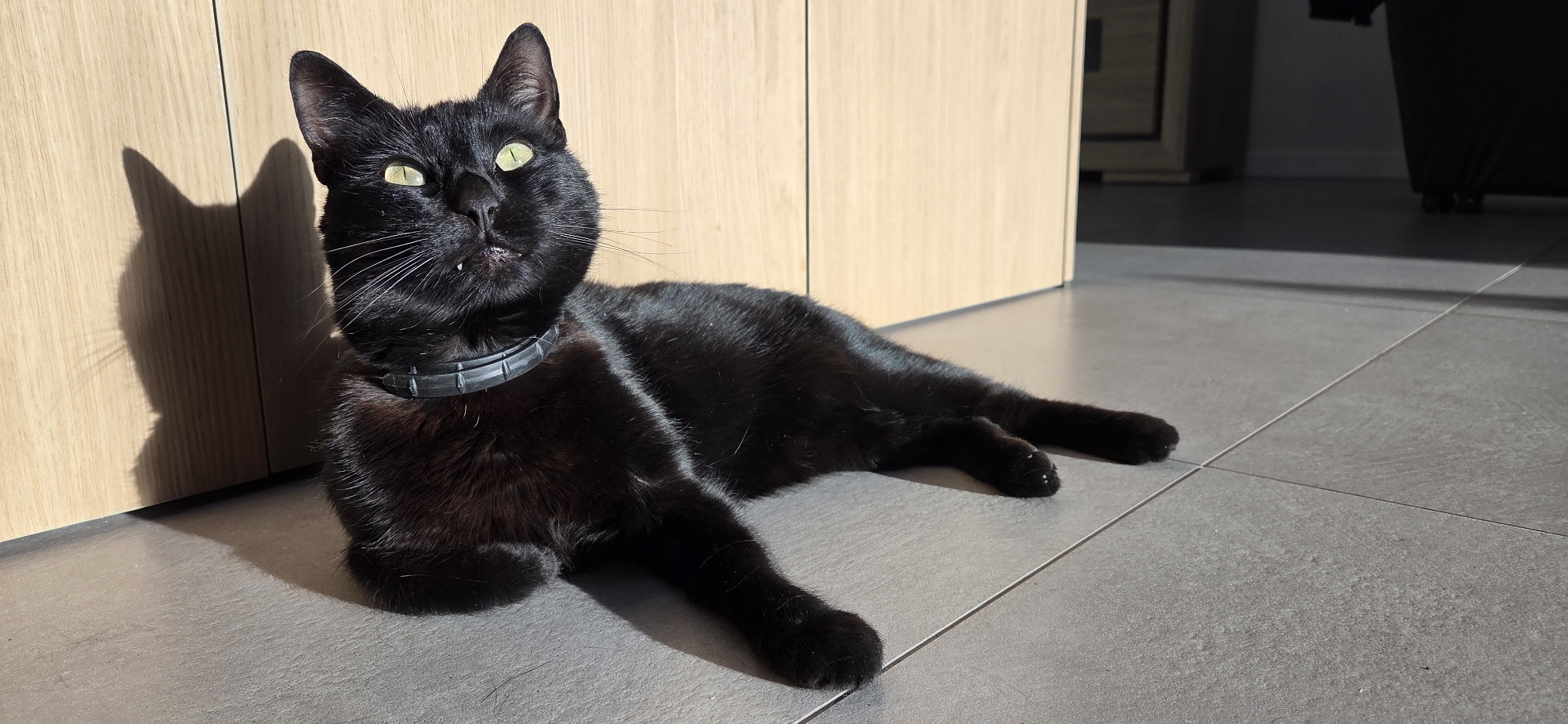 A black cat with green eyes and fangs is lying on a tiled floor in front of a light brown wooden wall. The cat is wearing a black collar. Sunlight is casting a shadow of the cat's head and ears on the wall to its left. The scene is indoors, possibly in a residential setting in Eeklo, Belgium.