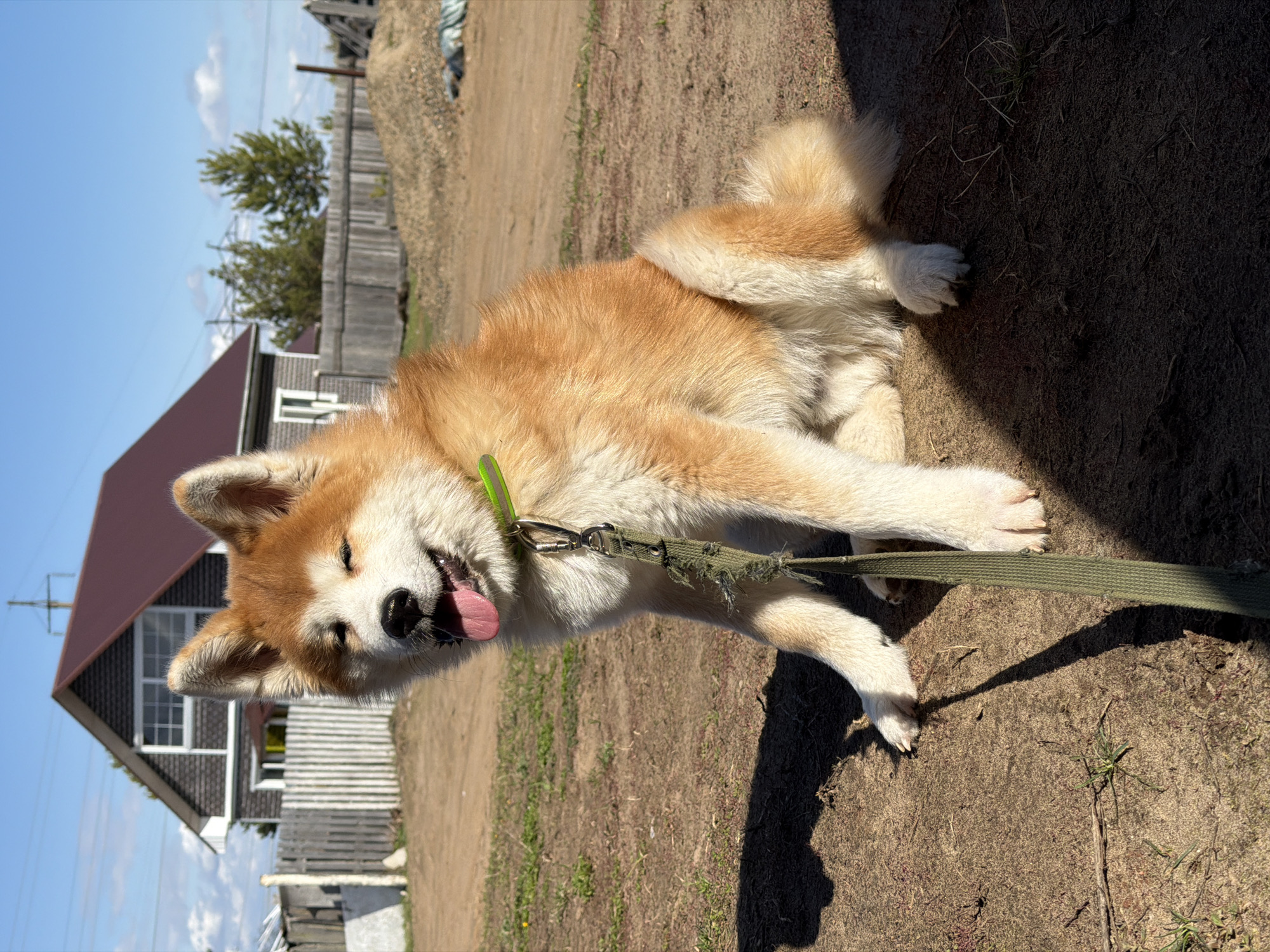 An Akita Inu dog with a tan and white coat is pictured lying on its side on a patch of dry, sparse ground under bright sunlight. The dog is wearing a neon green collar and a frayed olive green leash is attached to it, extending across the frame. Its tongue is slightly out, and its eyes are partially closed, suggesting a relaxed or possibly tired state, perhaps panting from the warmth.
In the background, a house with a dark brown gabled roof and light-colored siding is visible, featuring white-framed windows. A wooden fence runs along the perimeter of what appears to be a property. Beyond the fence, there are some small trees and hints of more distant structures or utilities, including what might be power lines or poles against a clear blue sky with a few wispy clouds. The ground around the dog is a mix of light brown dirt and sparse green grass, with distinct shadows cast by the dog and other unseen objects, indicating a sunny day. The overall setting appears to be an outdoor, rural, or semi-rural residential area, consistent with locations like Chaikovsky, Russia. No visible text is present in the image.