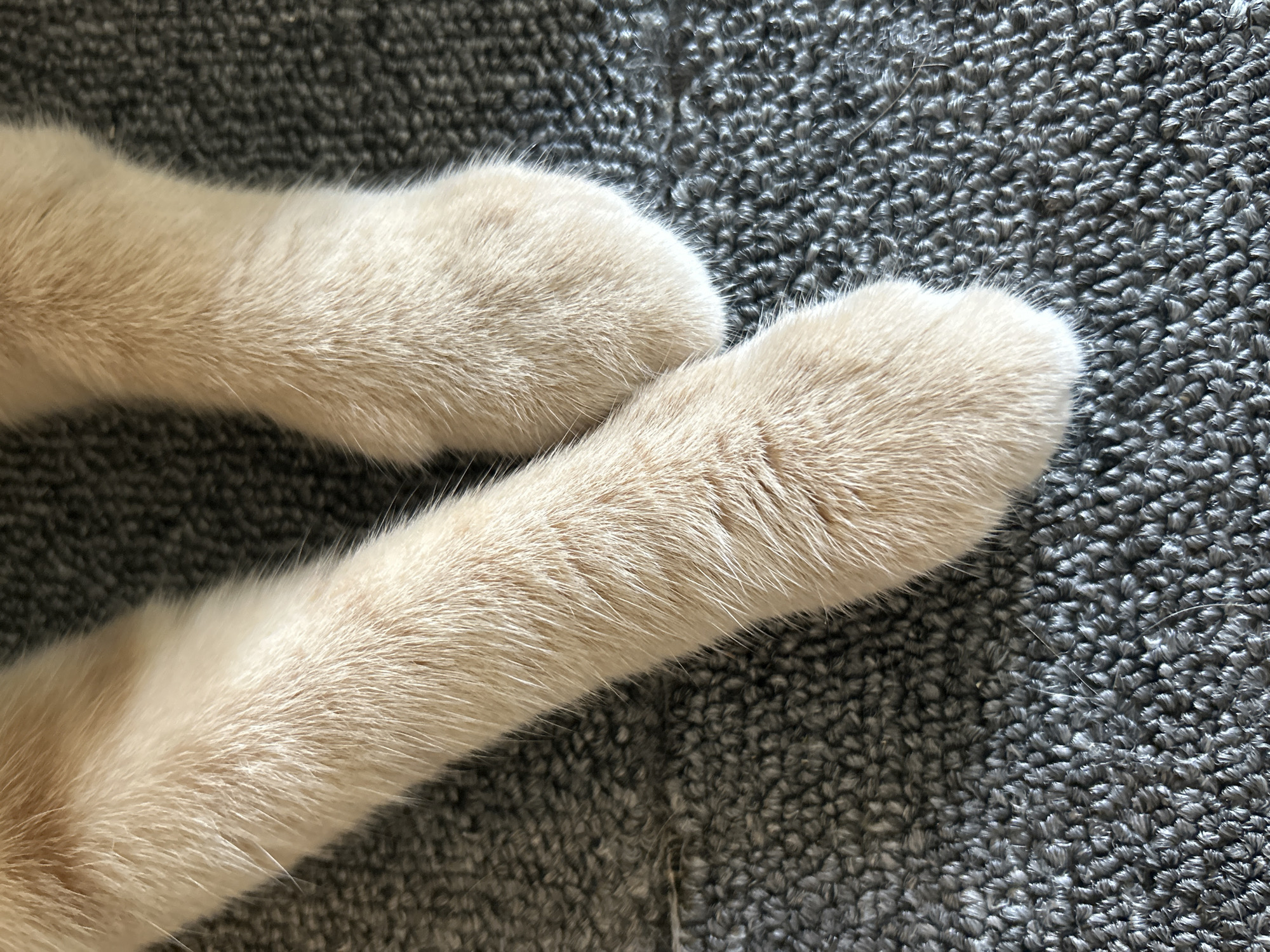 The image shows a close-up view of two light-colored cat paws resting on a grey, textured carpet. The paws are furry and appear to be a light tan or cream color. One paw is closer to the foreground and is slightly angled, while the other is positioned behind and to the right, also appearing relaxed. The carpet has a tight weave with short, looped fibers, creating a uniform texture. The lighting suggests an indoor environment, possibly a home. There is no information in the image to determine the location in Moscow, Russia.