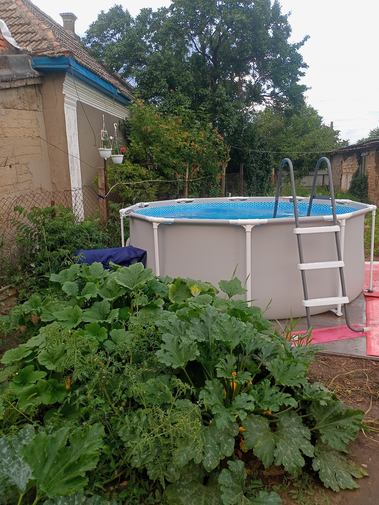 This is a medium shot, outdoor, full-color photograph of a backyard with a portable swimming pool and abundant vegetation. The scene is set in the village of Salhany, Ukraine.
In the foreground, large, leafy green plants, likely zucchini or squash, dominate the lower half of the image. Some yellow blossoms are visible among the leaves. Behind the plants, a gray, circular, above-ground swimming pool is filled with bright blue water. The pool has a white frame and a silver ladder with white steps is attached to its side. A portion of a pink mat is visible beneath the pool and ladder.
To the left of the pool, a weathered, light brown building with a red-tiled roof is partially visible. It has a light blue trim along the eaves. Two white hanging planters with small red flowers are suspended from a pole near the building. A chain-link fence runs along the edge of the property, separating the yard from more overgrown vegetation and another building in the background.
The background consists of dense green trees and the sky, which is overcast and appears light gray. The overall impression is of a rustic, lived-in backyard during the warmer months. There are no people visible in the image.