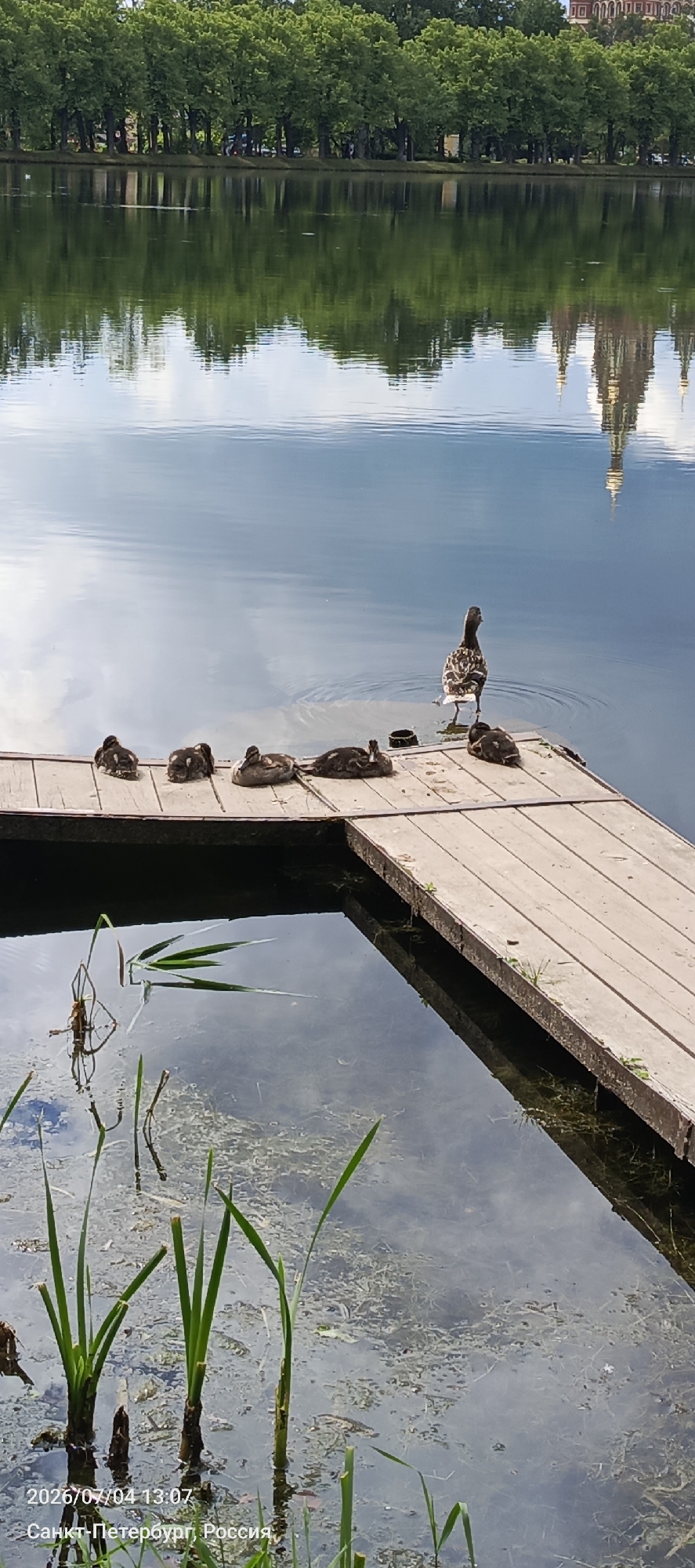 In Peterhof, Russia, a wooden pier extends into a calm body of water reflecting a line of lush green trees and a distant architectural structure with onion domes. On the pier, five ducklings are resting in a line, while a larger duck stands at the edge, facing away from the camera. Reeds emerge from the water near the pier. The timestamp "2026/07/04 13:07" and the location "Санкт-Петербург, Россия" (Saint Petersburg, Russia) are visible in the lower left corner of the image.