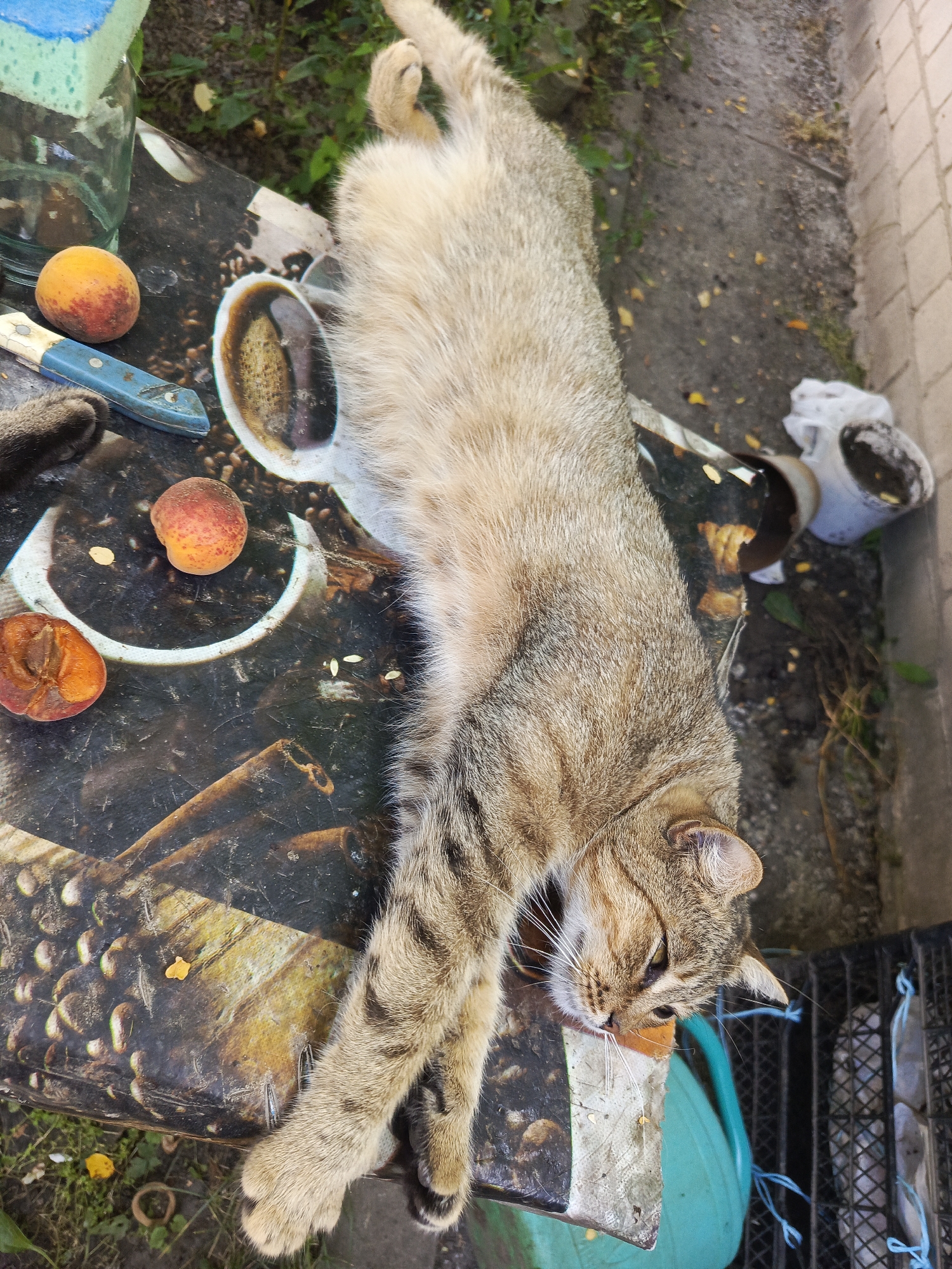 A tabby cat is lying on a table with an apricot next to it. The cat is facing the viewer with its eyes closed. The table is covered with a patterned cloth. In the background, there are some plants and a brick wall. The image is taken from a high angle.