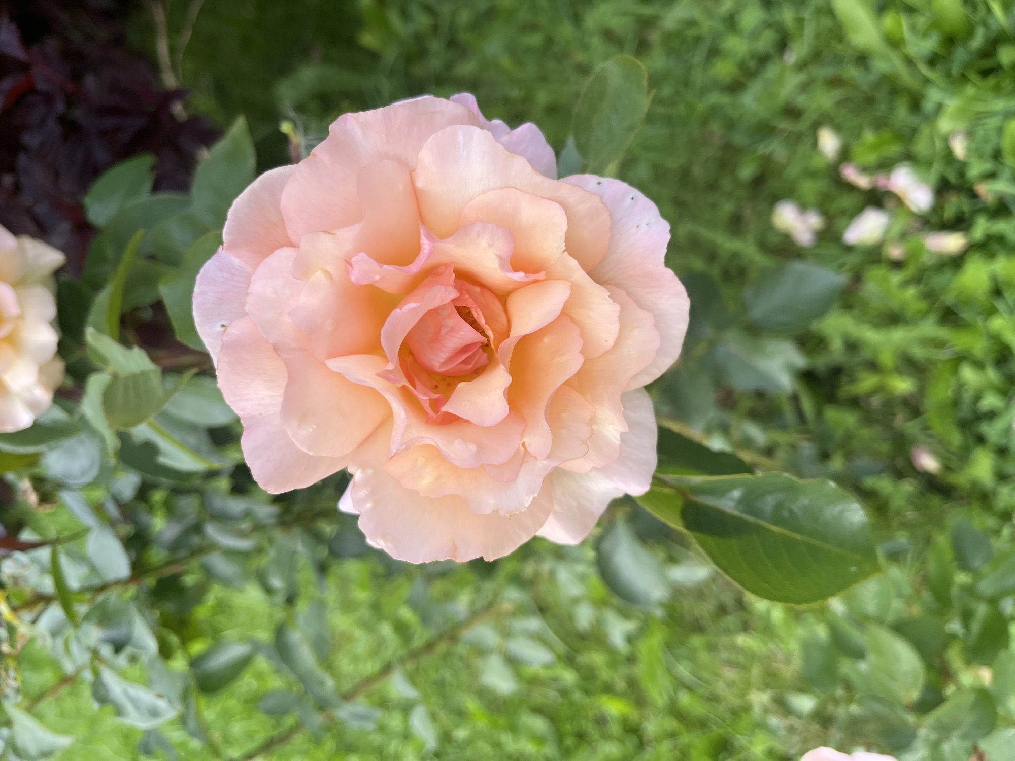 A close-up, overhead shot features a single, fully bloomed peach-colored rose. The rose is the primary subject, positioned in the center of the frame. Its petals are layered and soft, with a lighter shade of peach at the edges and a deeper, more vibrant peach at its core, where the bud remains slightly visible. The rose is set against a backdrop of lush green foliage and grass, suggesting an outdoor garden setting. The background is slightly out of focus, emphasizing the rose's intricate details. Hints of other lighter-colored flowers are visible in the upper left corner, and a dark, leafy plant is present in the upper right. The overall impression is one of natural beauty and delicate floral form. There is no discernible indication of the location being Vladimirovka, Russia, nor are there any people, actions, or interactions depicted.