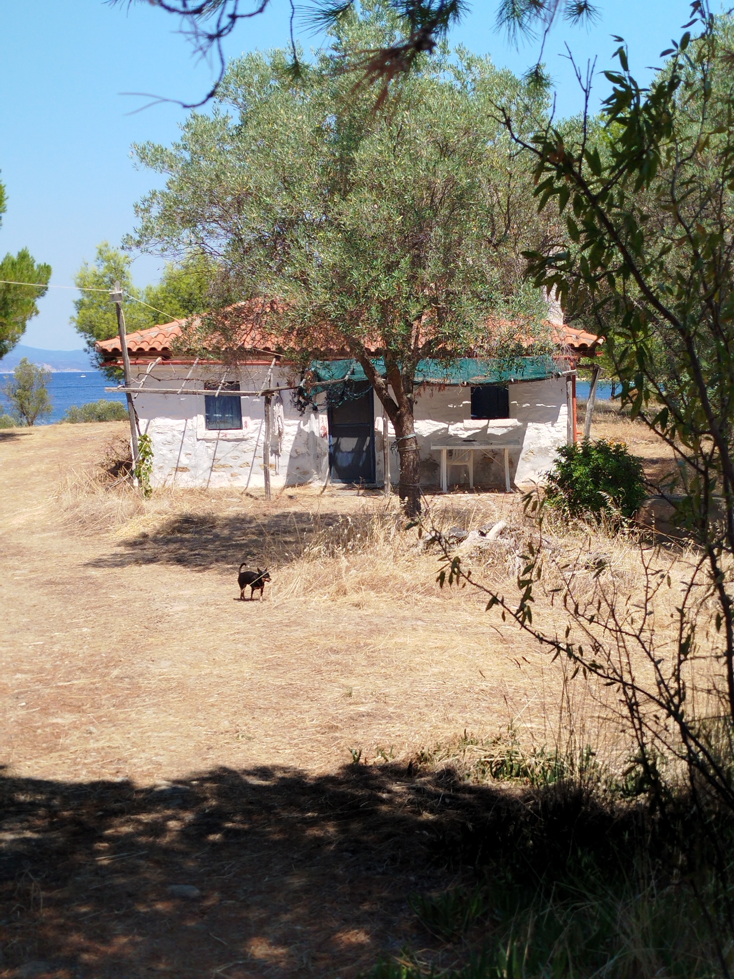 The image depicts a small, weathered white building with a terracotta tiled roof situated in a sun-drenched, dry landscape. The building appears to be a simple dwelling or storage structure, with a dark blue door and a small window with blue shutters. A sparse, olive-like tree with a thick trunk is growing close to the front of the building. In the foreground, a small, black dog with a curled tail stands on the dry, golden grass. Behind the building, a glimpse of the blue sea and distant green hills can be seen, suggesting a coastal location. The overall impression is one of rustic simplicity in a Mediterranean environment, likely in Sithonia Municipal Unit, Greece, given the architectural style and vegetation.