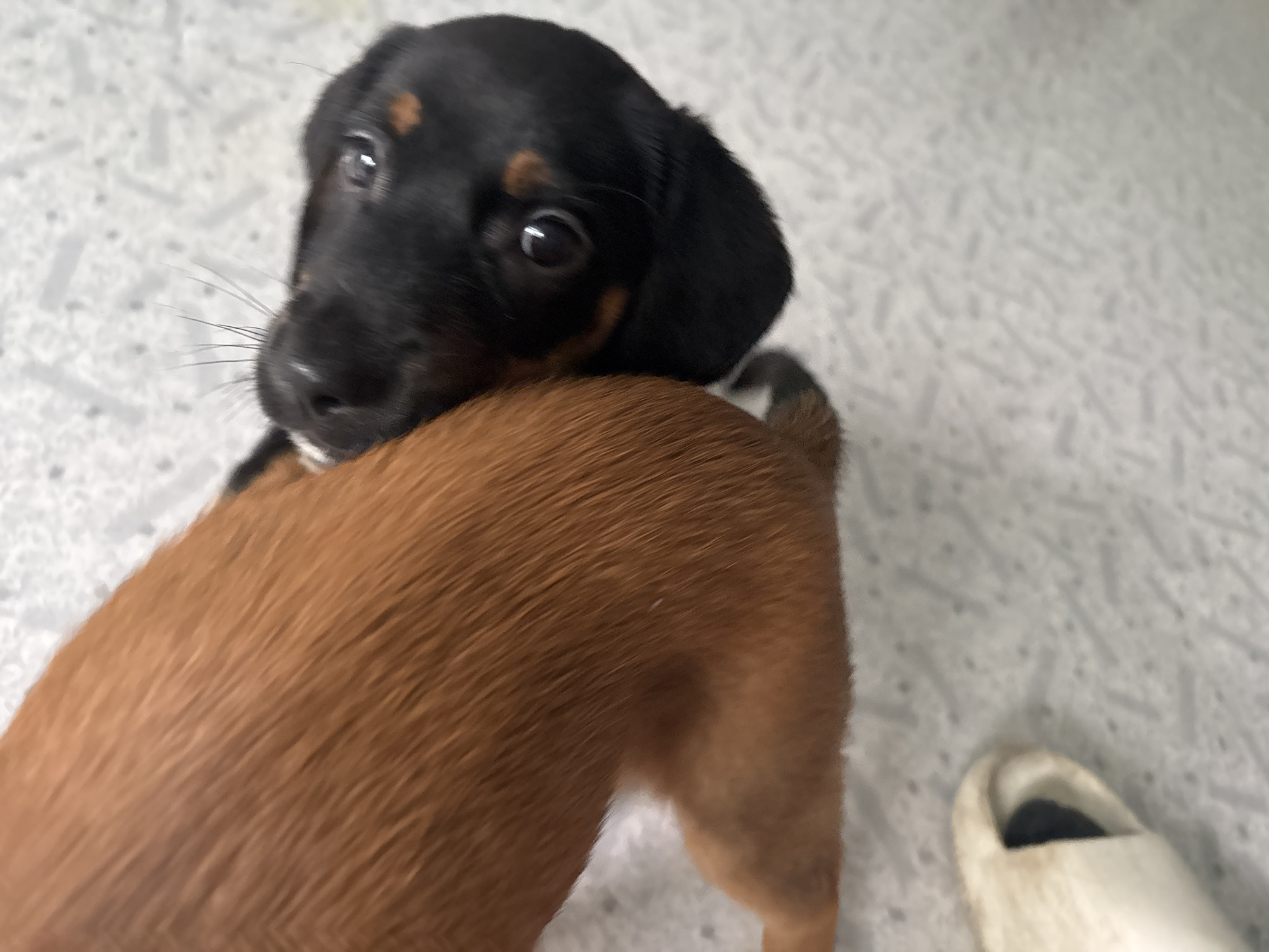 A close-up, high-angle shot captures two puppies in Birobidzhan, Russia. The primary focus is on a black and tan puppy with large, dark eyes and delicate whiskers, nuzzling into the side of a solid tan puppy. The tan puppy's fur is visible in rich, warm tones, contrasting with the black markings on the other puppy's face. The background consists of a textured, light-colored surface, possibly a floor or mat, with a pattern of small, dark specks and faint grey lines. In the lower left corner, a blurry white object with a dark interior, possibly a shoe or a cushion, is partially visible. The overall scene conveys a sense of intimacy and playful interaction between the young animals.
