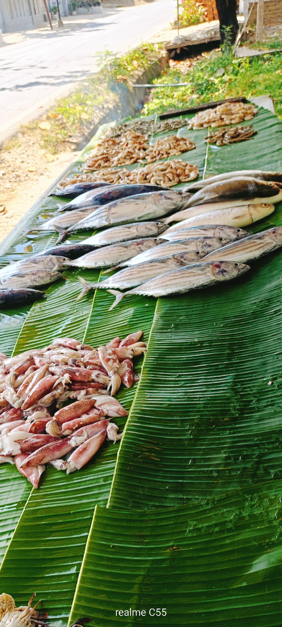 This media file captures an outdoor seafood display, likely a market stall, under bright daylight in Lhokseumawe, Indonesia. The primary subjects are a variety of fresh seafood laid out on large, vibrant green banana leaves, which serve as a natural and traditional display surface.
Several types of seafood are visible:
- Numerous fish, appearing to be species like mackerel or small tuna, are arranged in neat rows across the middle and upper-middle sections of the display. They have distinct silvery bodies with dark stripes.
- A substantial pile of fresh squid or cuttlefish, characterized by their pale bodies with reddish-brown markings, occupies the lower-left portion of the frame.
- Smaller piles of what appear to be shrimp or other small crustaceans are scattered further up the display, behind the main fish arrangements.
The setting is outdoors, alongside a paved road which is visible on the upper-left, suggesting a roadside vendor or a market area close to a thoroughfare. Green vegetation, including bushes and trees, can be seen in the background beyond the road. The clear, bright sunlight indicates a sunny day, likely morning or early afternoon, which is ideal for such open-air sales. No people are visible in the frame.
The activity depicted is the selling or display of fresh seafood, reflecting local commerce. The use of banana leaves for display is a common cultural practice in tropical regions like Indonesia. A watermark "realme C55" is visible in the bottom right corner of the image.