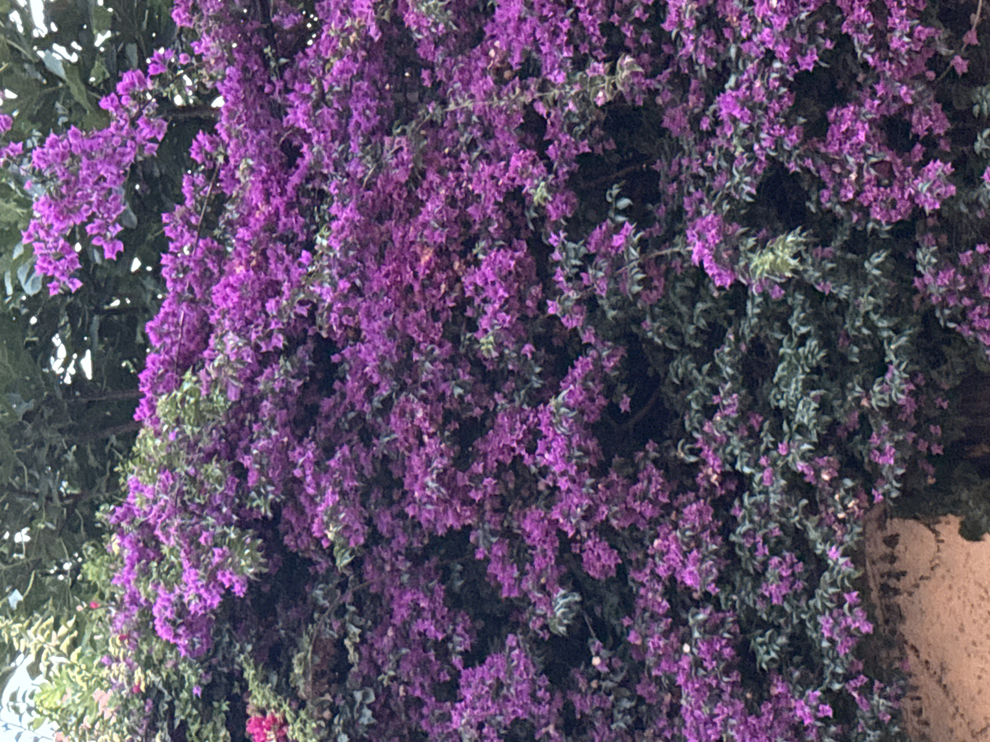 The image shows a dense, vibrant wall of purple bougainvillea flowers, interspersed with dark green foliage. The flowers are the dominant subject, creating a lush and textured surface that covers most of the frame. The bougainvillea is so abundant that it appears to be growing over and partially obscuring a rough, earthy-toned structure on the right side of the image, possibly a wall or building. The top left of the image reveals glimpses of darker green leaves from a different plant, suggesting the bougainvillea is part of a larger garden or landscape. The lighting is soft, indicating it might be late afternoon or early morning, or possibly a slightly overcast day. The colors are rich and saturated, highlighting the intense purple of the flowers and the deep green of the leaves. The overall impression is one of natural beauty and abundance, with the flowering plant creating a dramatic visual display. No people, text, or specific events are visible. Given the location context of Barcelona, Spain, this scene likely depicts a common sight in the Mediterranean climate, where bougainvillea thrives and is often used to adorn walls and structures.