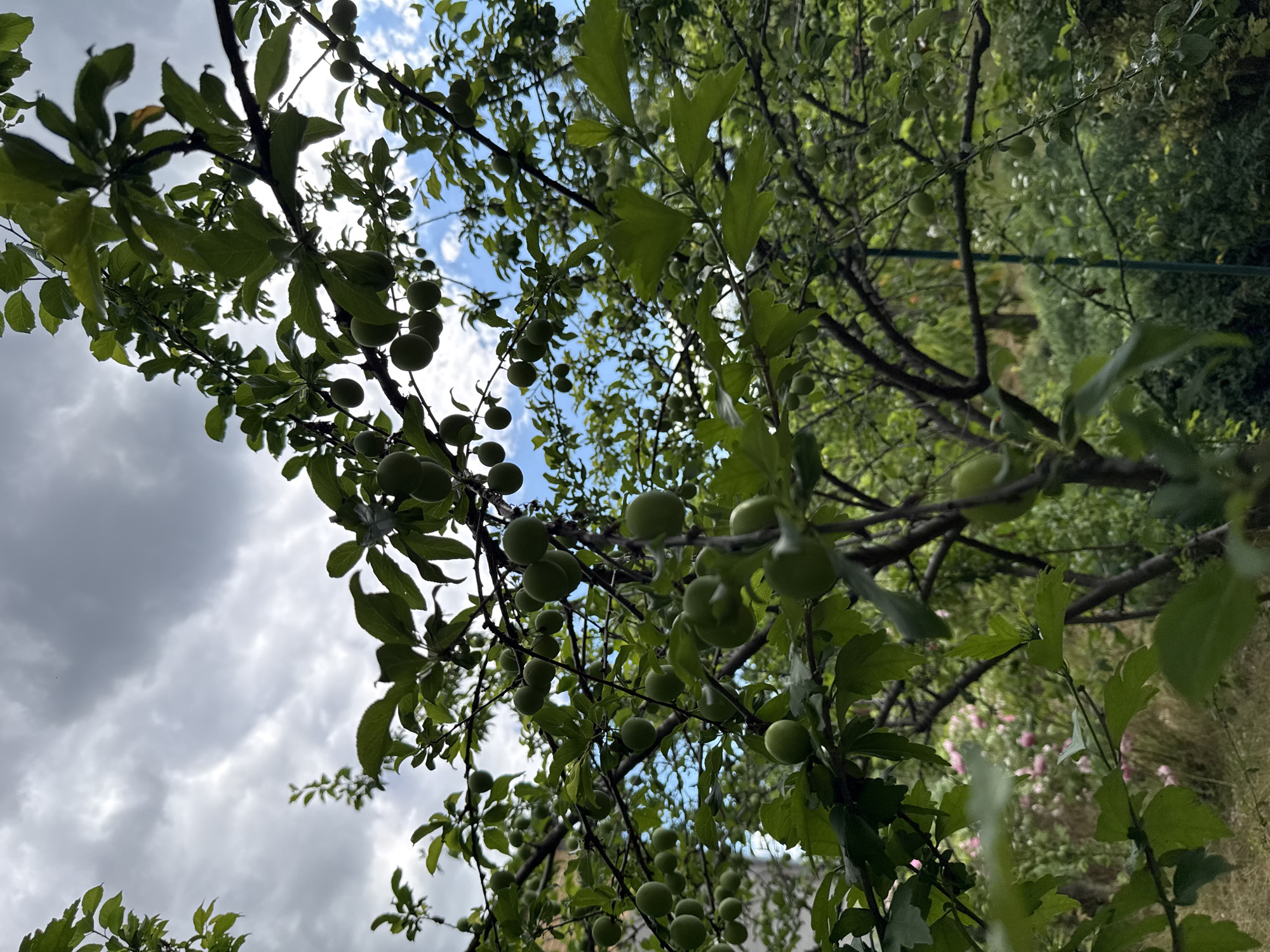 This is a low-angle, vertical-format photograph of an unripened plum tree in Obukhivka, Ukraine. The foreground is dominated by the tree's branches, laden with numerous small, green plums and lush green leaves. The branches themselves are dark and gnarled, creating a natural lattice through which the sky is visible.
The sky is a mix of bright blue patches and heavy, grey clouds, suggesting a changeable weather day, possibly late afternoon or early evening. The sunlight filters through the leaves and fruit, creating dappled light and shadow effects. In the background, out of focus, is a garden setting with more greenery and what appear to be pink flowers, hinting at a residential or natural landscape. The overall mood is natural and serene, capturing a moment in the growth cycle of the fruit tree. There is no visible text in the image.