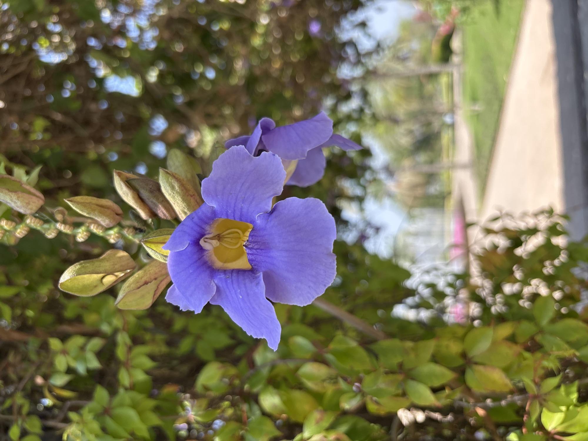 The image depicts a close-up of a periwinkle-colored flower with a yellow center, likely a Thunbergia grandiflora (Bengal clockvine) in bloom. The flower is surrounded by green foliage. In the background, there's a blurred view of vegetation and a structure resembling a building or wall. The location is suspected to be Tehuixtla, Mexico, based on the image request context, though this cannot be confirmed from the image content alone. There are no people visible in the frame.