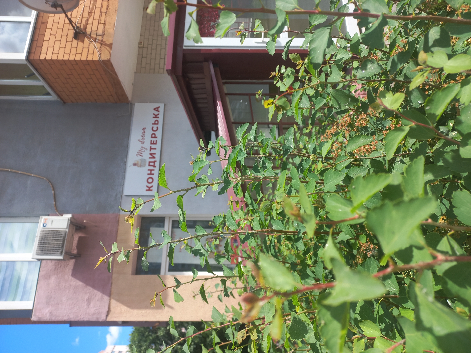 The image, correctly oriented, captures a vibrant urban or semi-urban scene dominated by a large, leafy green bush in the foreground. The bright daylight and clear sky, visible at the bottom-left, suggest a sunny day, likely midday or afternoon.
The dense green shrub occupies much of the right side and foreground of the frame, with its branches and individual leaves sharply in focus. Some leaves show hints of yellow, indicating new growth.
Behind the foliage, a building facade is partially visible. A prominent white rectangular sign with red text is affixed to the building's grey-painted section. The sign displays "My dream" in a cursive font, accompanied by a small red logo resembling a cupcake or cake, and below it, the word "КОНДИТЕРСЬКА" in block capitals. This Ukrainian word translates to "Confectionery" or "Pastry Shop," indicating the business housed within.
The building exhibits a mix of materials and colors. Above the sign, there's a section of reddish-brown brickwork. Further left, an outdoor air conditioning unit is mounted on a facade painted in muted pink and beige tones. Several white-framed windows are visible across different sections of the building. A satellite dish is mounted high on the brick portion of the building.
The scene is devoid of people or direct activity, providing a static view of an architectural structure partially concealed by nature.