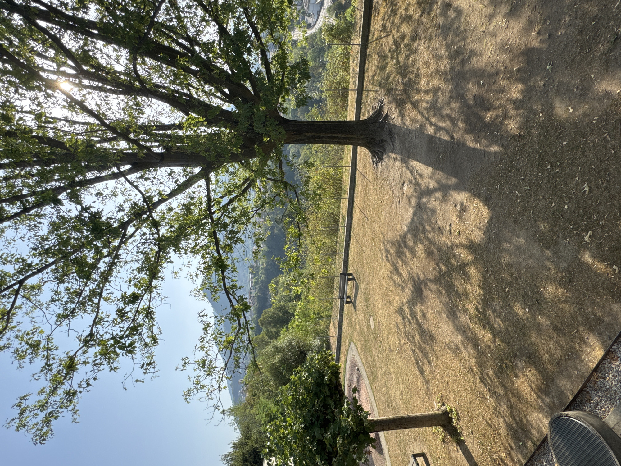 In Balerna, Switzerland, a sunny park setting is depicted. The foreground features dry, light brown grass with dappled sunlight and tree shadows. To the left, a small, rounded tree stands, and partially visible is a dark, textured object, possibly a waste bin. A larger, mature tree with a thick trunk and exposed roots dominates the mid-ground, casting a distinct shadow. Behind this tree, a wire fence runs horizontally. In the distance, rolling hills covered in green foliage and scattered buildings are visible under a clear blue sky, with the sun glinting through the branches of the large tree. A park bench is situated on the grass between the two trees.