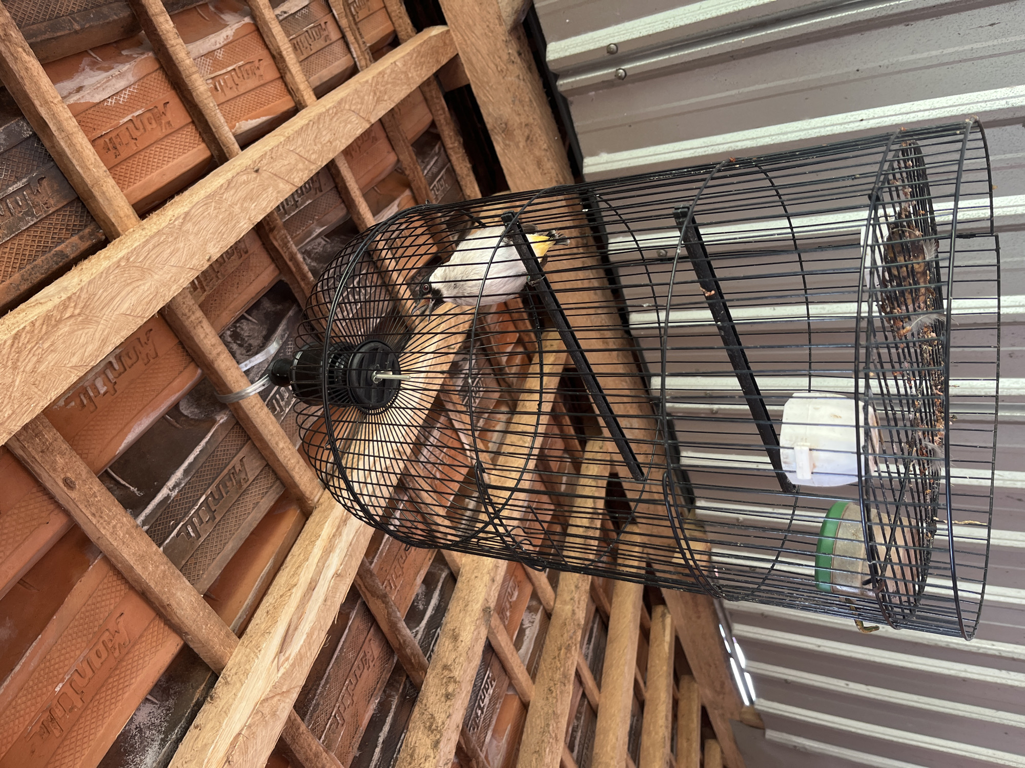 A black metal birdcage hangs from the rafters of a structure with a corrugated metal wall. The birdcage contains a small bird with white, black, and yellow plumage, perched on a wooden dowel. Below the bird, two containers are visible: one green and one white, likely for food and water. The background reveals the underside of a tiled roof supported by wooden beams. The scene is set in Glagah Kulon, Indonesia.