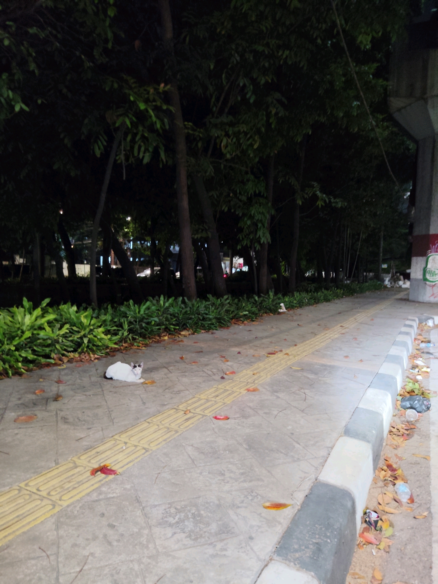 A white cat with black markings on its head sits on a paved sidewalk next to a row of green leafy plants. The sidewalk has a yellow tactile paving strip. Fallen leaves are scattered on the sidewalk and a curb. The scene is illuminated by artificial light, suggesting it is nighttime. In the background, there are trees and some distant buildings with lights. The area appears to be a public walkway in East Jakarta, Indonesia, possibly a park or a pedestrian area adjacent to a road.