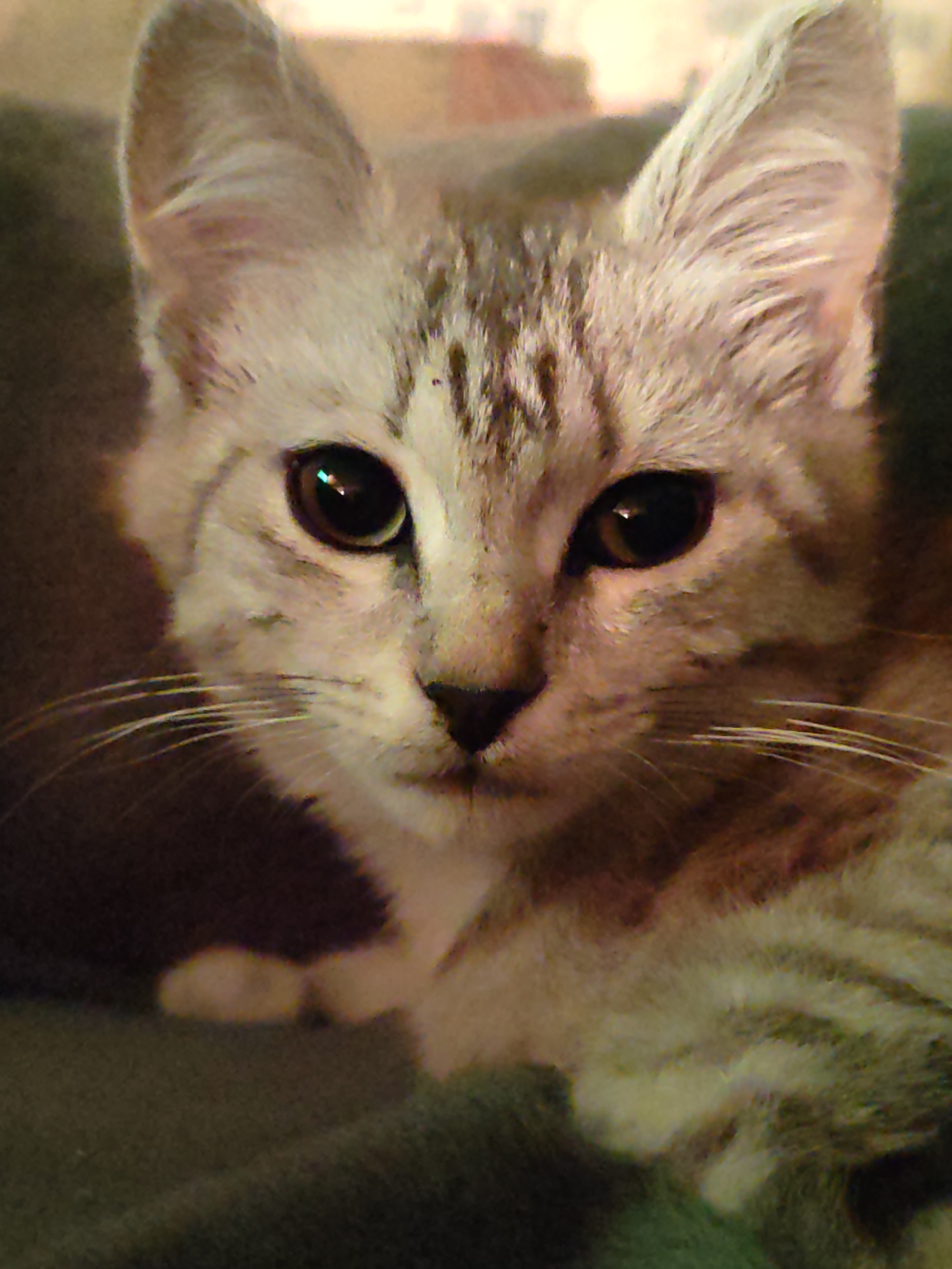 A close-up, head-on shot of a young tabby cat's face is presented. The cat has large, attentive ears, and its dark, almond-shaped eyes are the focal point, reflecting a bright light source. Subtle tabby markings are visible on its forehead and cheeks, and long, white whiskers extend from its muzzle. The cat appears to be resting or observing its surroundings, with a soft, dark background that blurs into shades of brown and green, suggesting a domestic setting, potentially in Кашино, Russia, where the cat may be a pet in a residence.