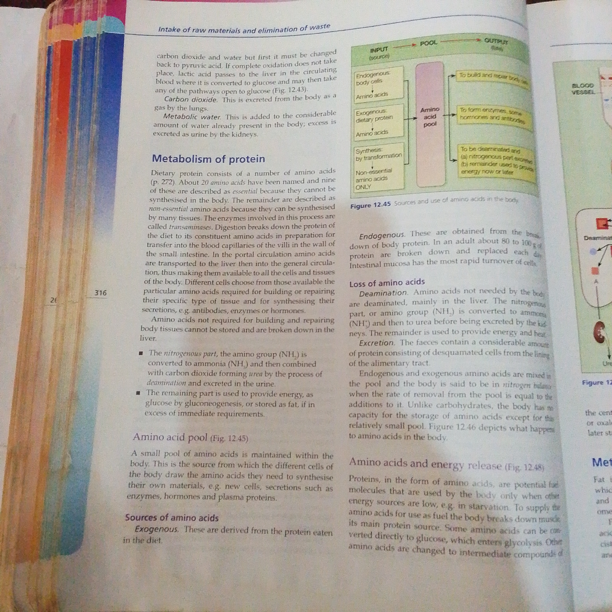 The image displays two pages of a textbook. The left page discusses "Intake of raw materials and elimination of waste," specifically focusing on "Metabolism of protein," "Amino acid pool," and "Sources of amino acids." It details how proteins are broken down into amino acids, their role in the body, and how excess amino acids are handled. The right page has a diagram labeled "Figure 12.45 Sources and use of amino acids in the body" and text about "Loss of amino acids," "Amino acids and energy release," and a section on "Metabolism" related to "Fat." The text is written in English. There is no information in the image that relates to the city of Jalingo, Nigeria.