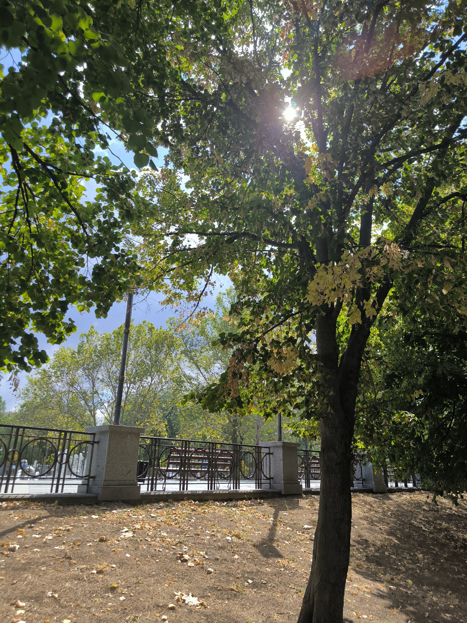 The image captures a sunny day in a park, likely in Mykolaiv, Ukraine, given the presence of foliage and outdoor amenities. In the foreground, a large tree with dark bark dominates the right side, its branches adorned with both green and yellowing leaves, indicating a transition into autumn. Sunlight filters through the canopy, creating dappled shadows on the dry, leaf-strewn ground. Behind the tree, a decorative metal fence runs horizontally, bordering a pathway. Beyond the fence, a fountain is visible, with water spraying upwards. A park bench, made of dark wood and metal, is situated behind the fence, illuminated by the sun. In the background, other trees with green foliage line the landscape, and the sky is a clear blue with a few wisps of clouds. The overall impression is one of a peaceful urban park setting.